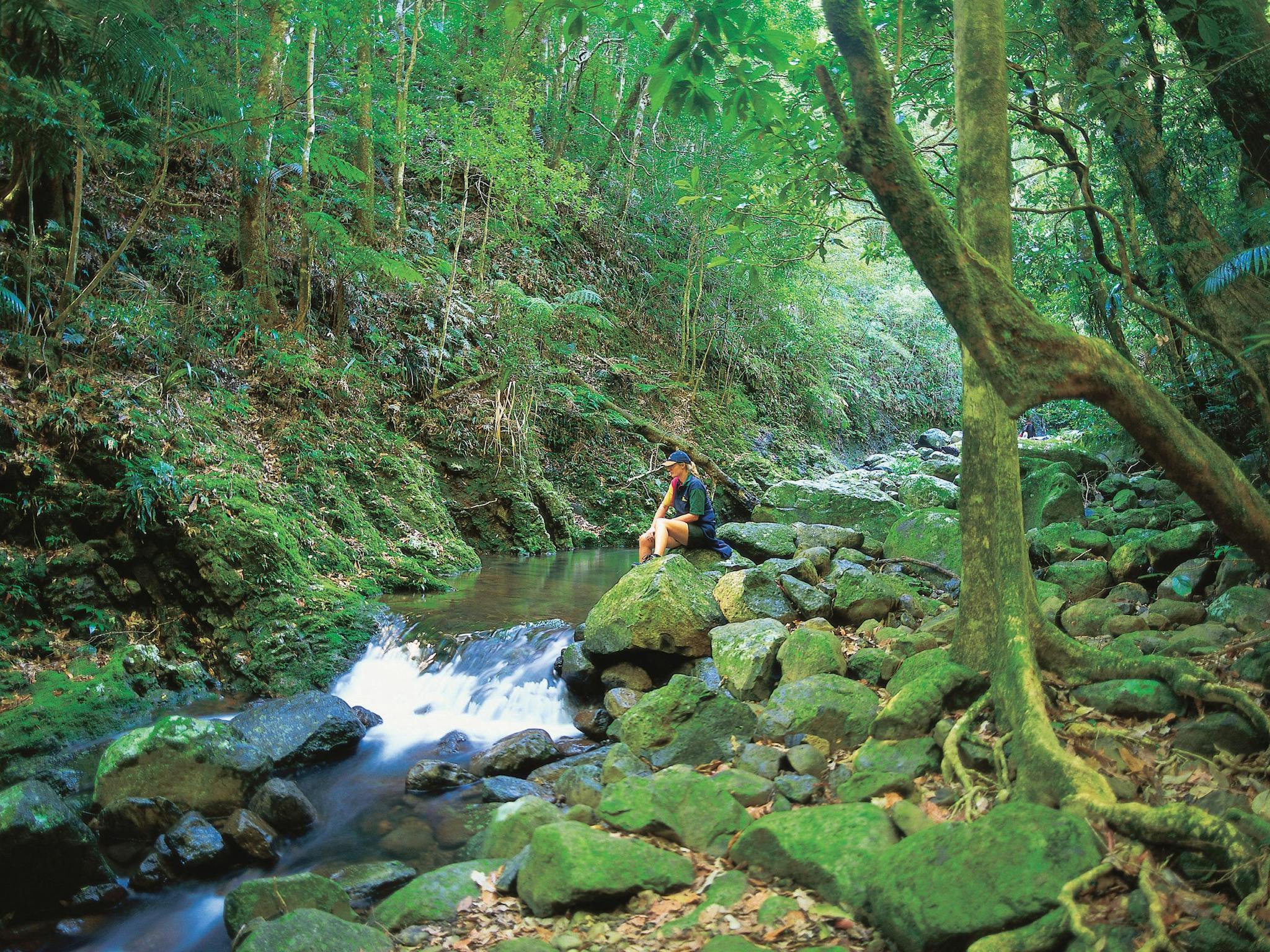 Girl sitting near creek surrounded by rainforest Lamington National Park Girl sitting near creek surrounded by rainforest Lamington National Park