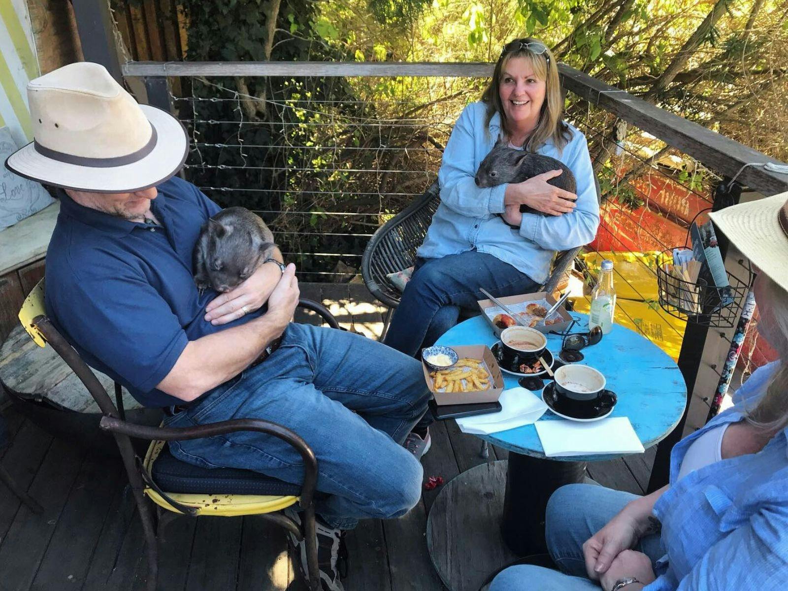 Wombats at the cafe