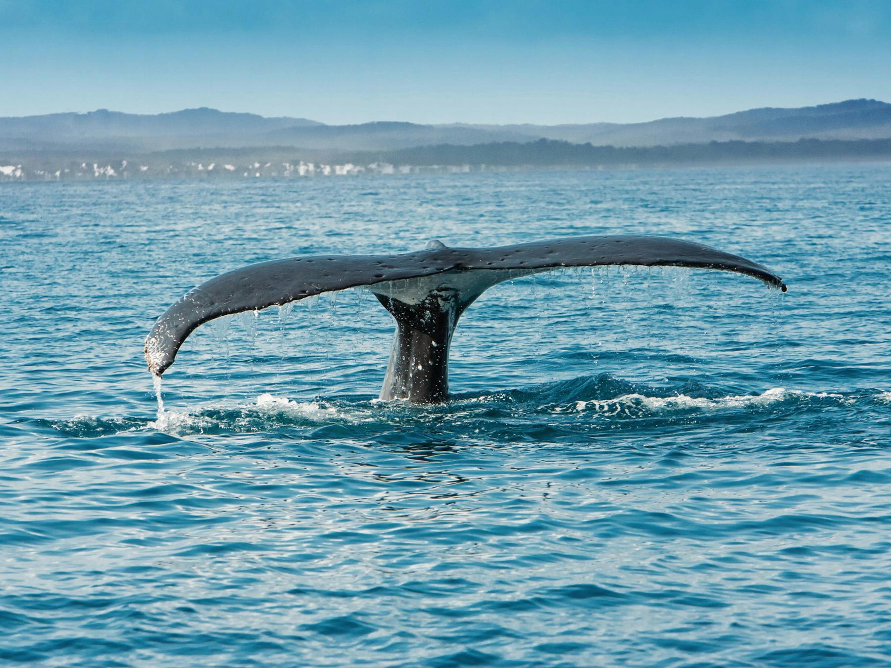 Whale Watch Capital, Hervey Bay