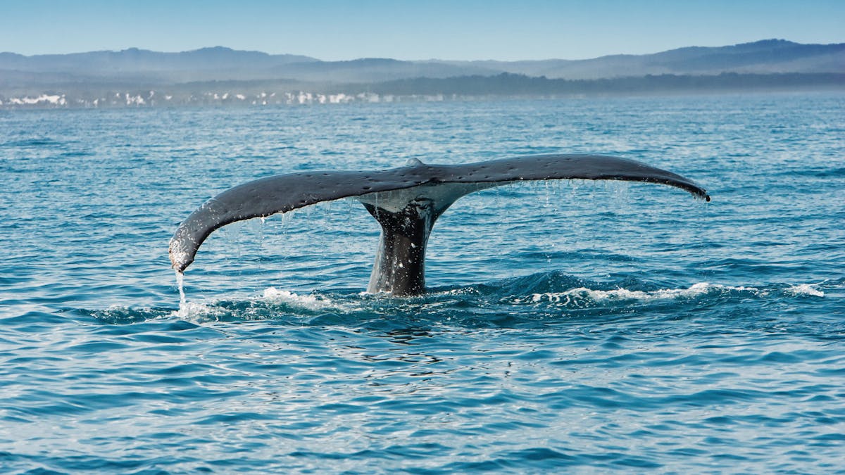 Whale Watch Capital, Hervey Bay