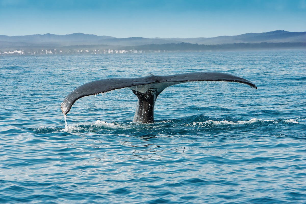 Whale Watch Capital, Hervey Bay