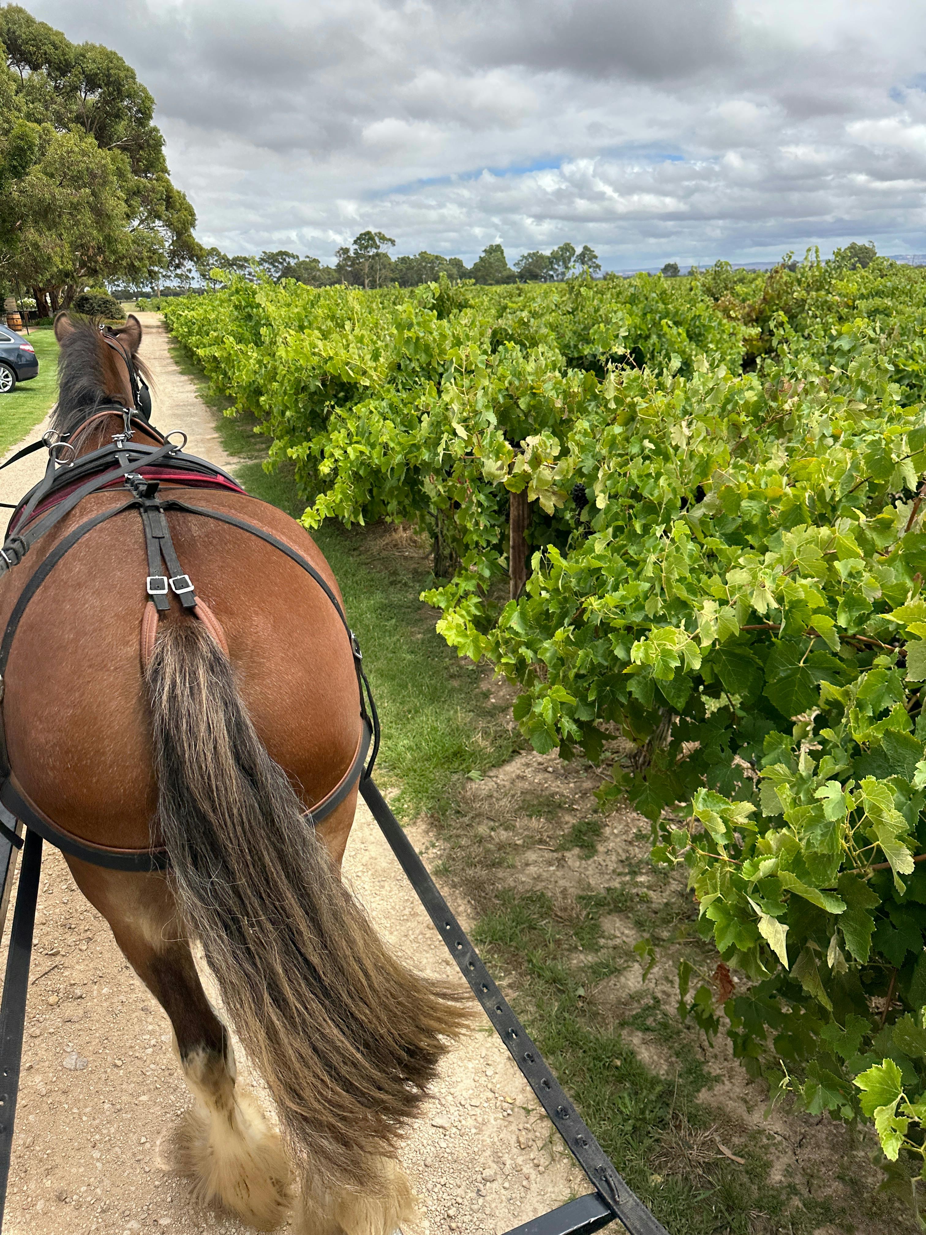 real horse power through the vines