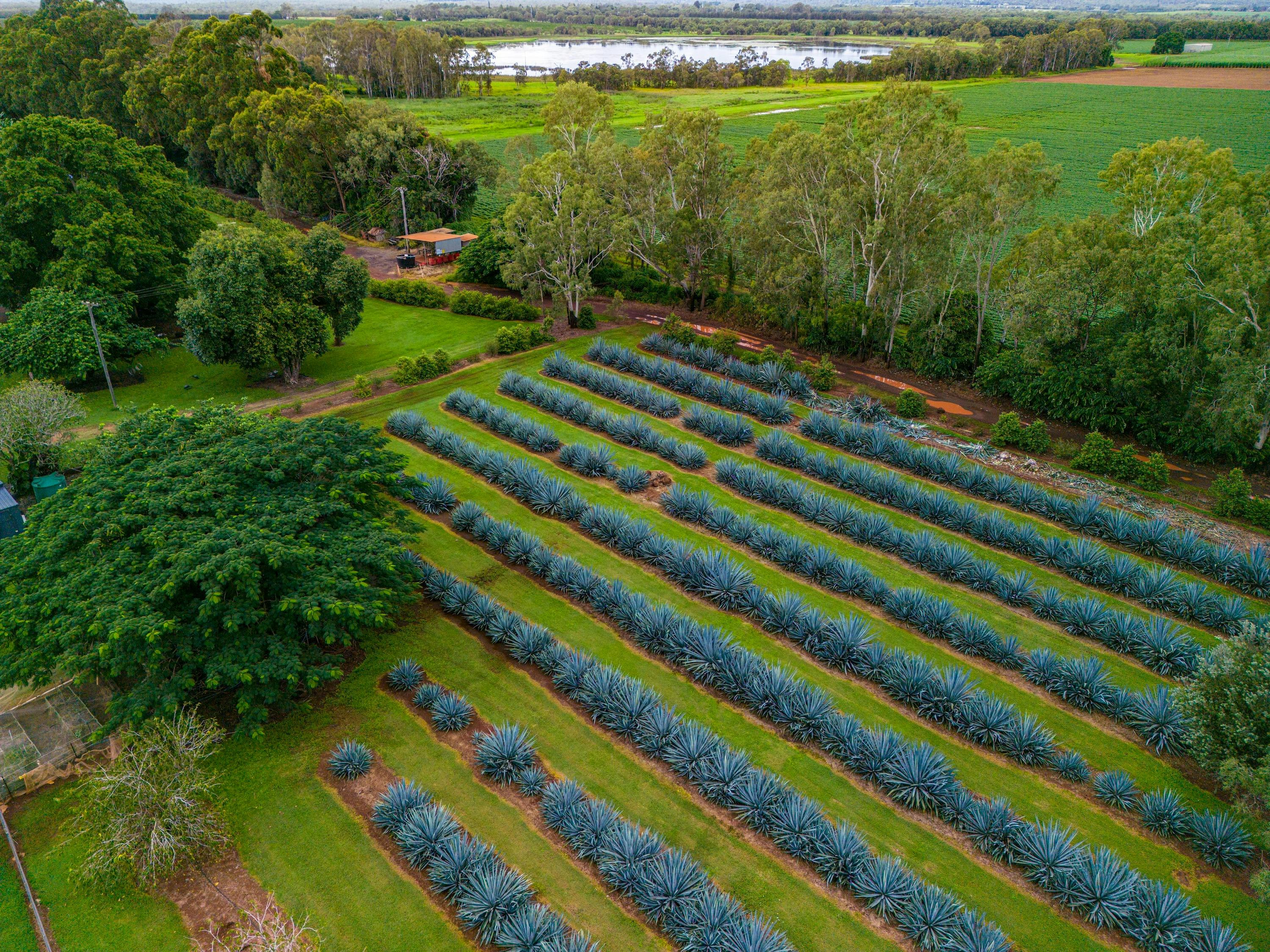 Blue Weber agave growing at Mt Uncle Distillery in the Atherton Tablelands