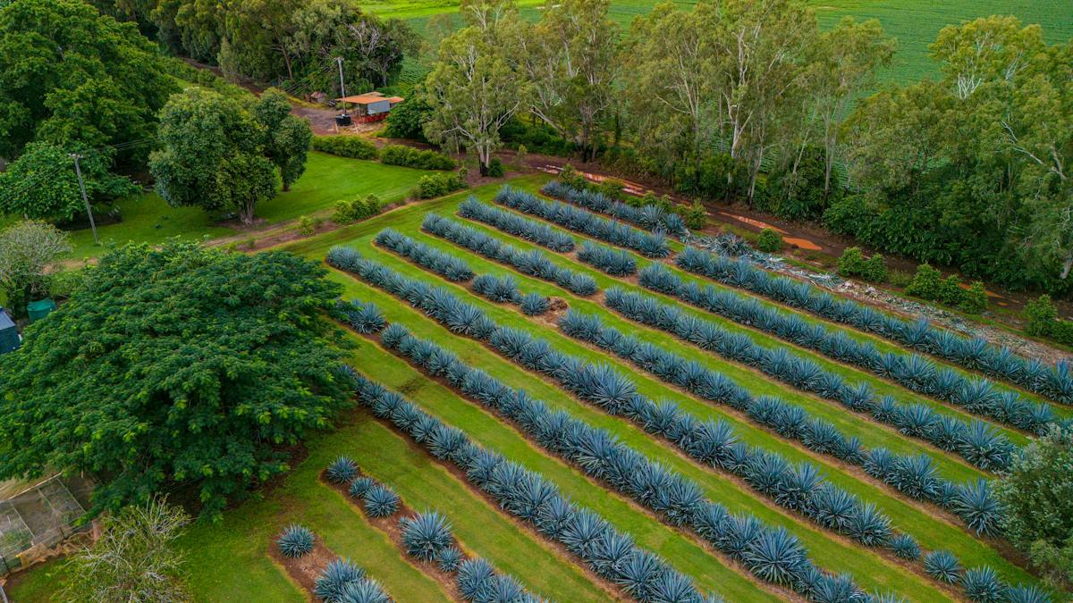 Mt Uncle Distillery | Attractions | Queensland