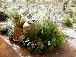 Goldfields Revegetation Native Nursery