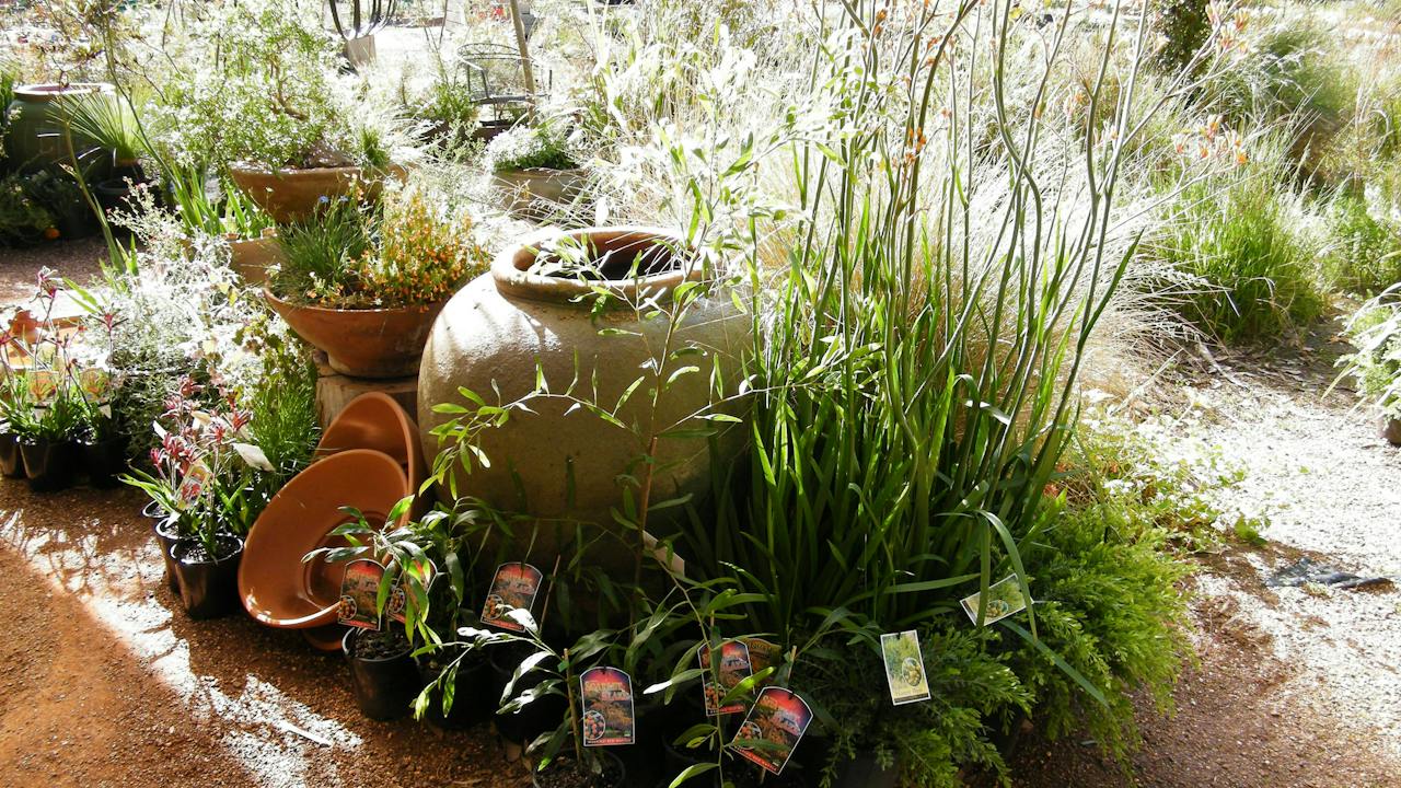 Display of native plants
