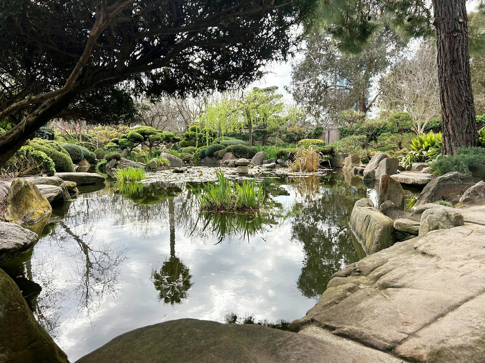 Forest Bathing in the Adelaide Parklands