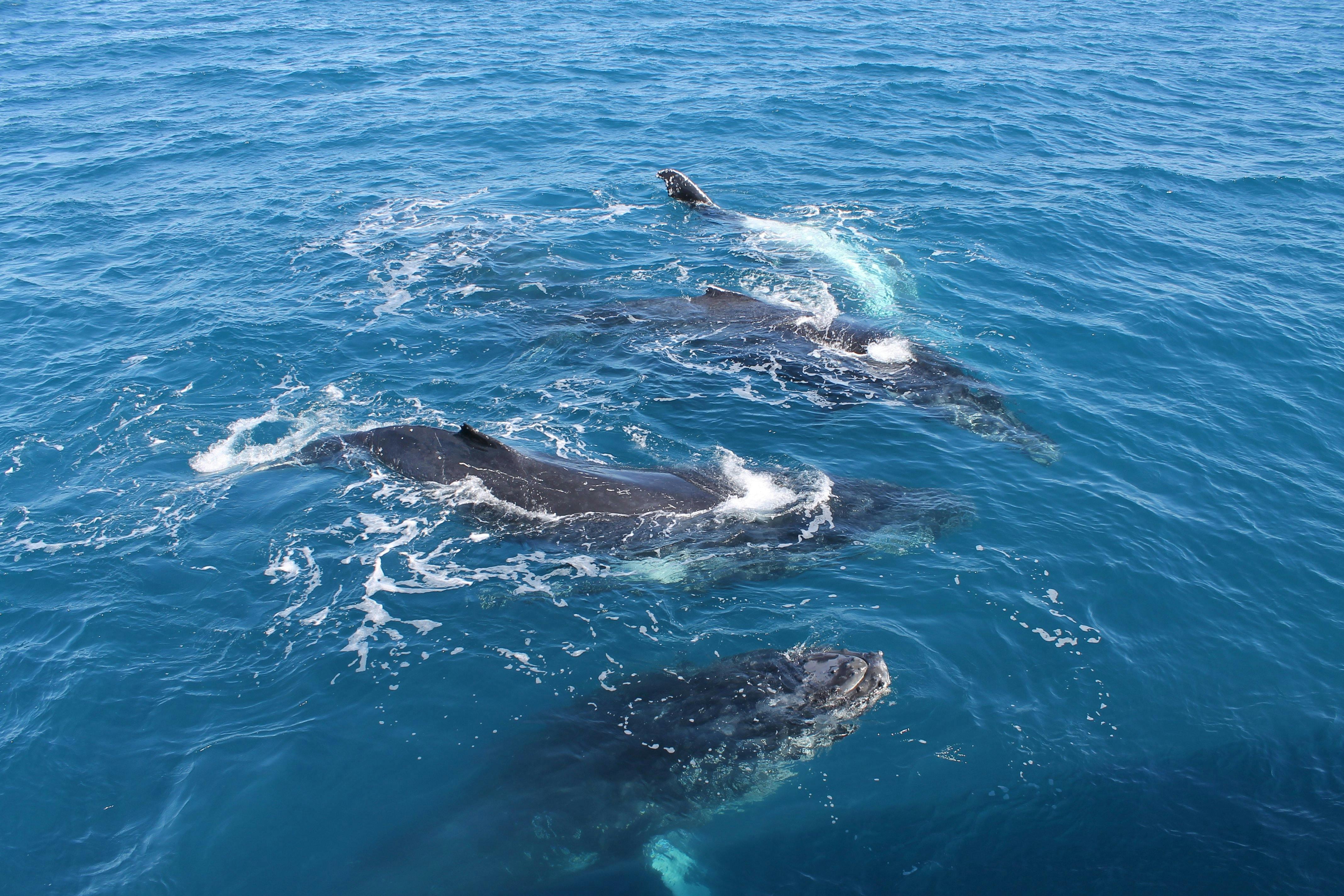 Four whales mugging us right near the boat