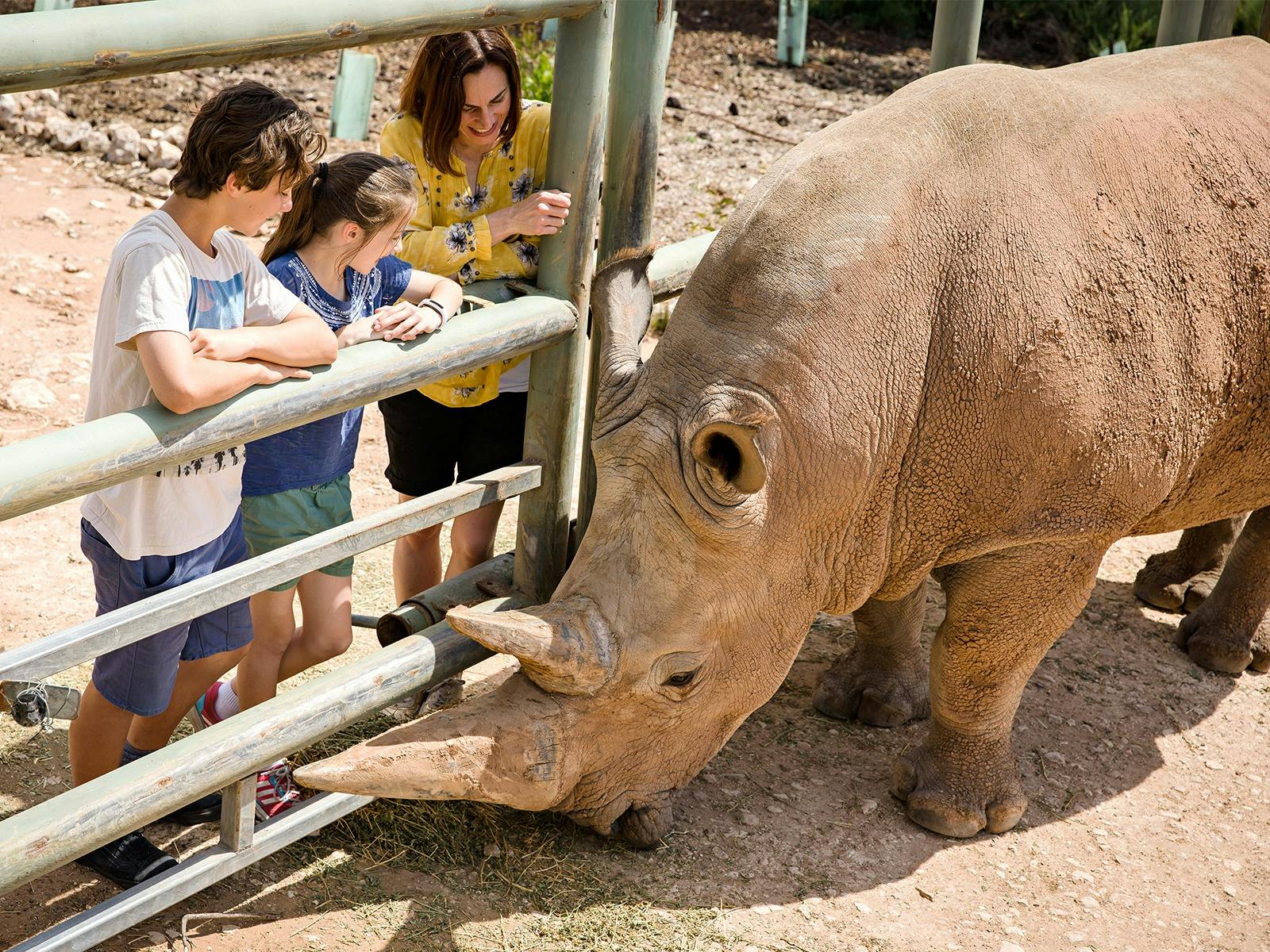Meet the Rhino