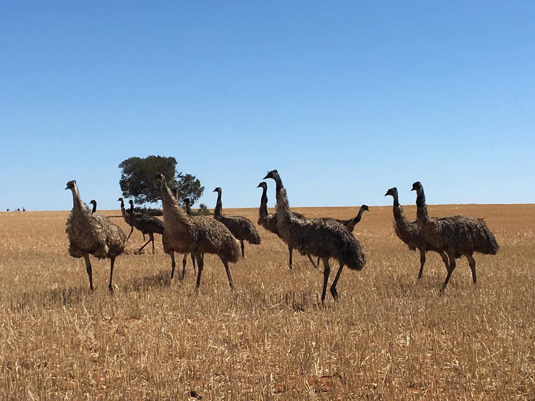 Emus up close and Personal