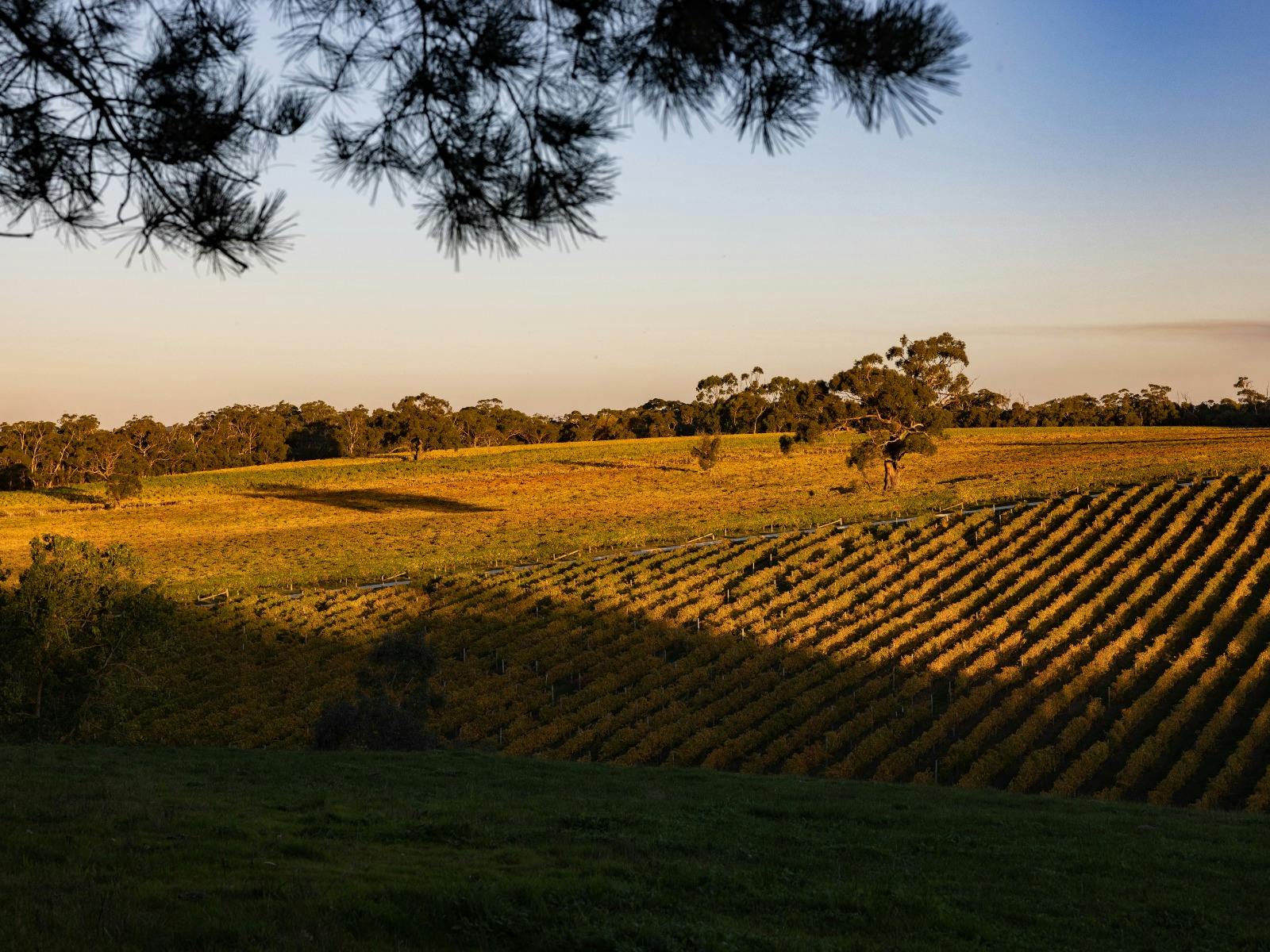 The Anvers Wines estate at Kangarilla, where the Adelaide Hills and Fleurieu Peninsula meet