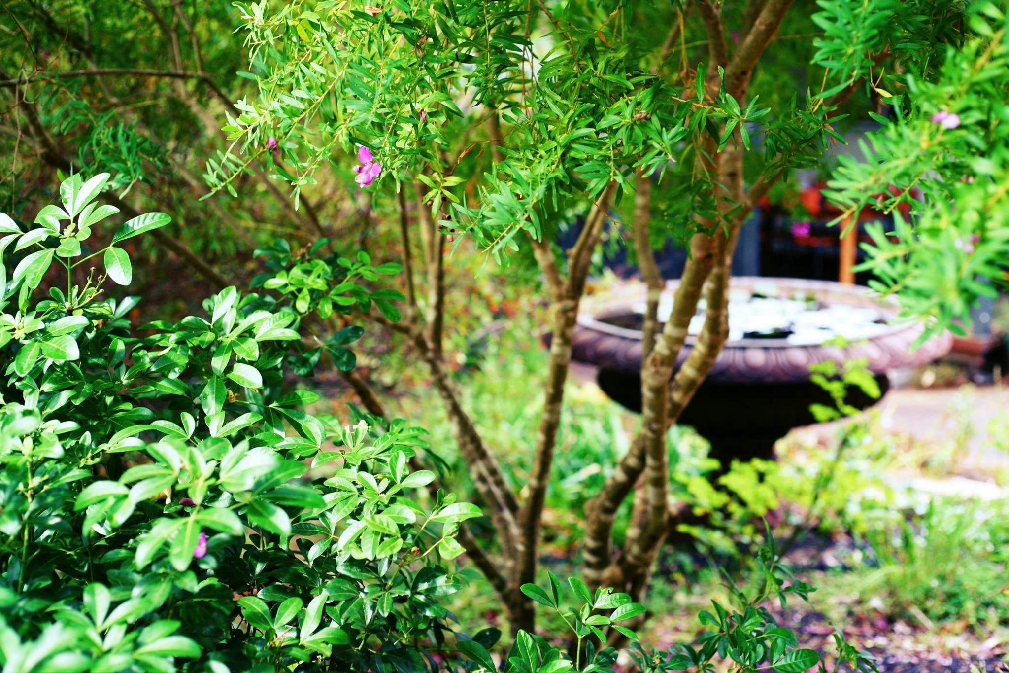 The Berry Farm