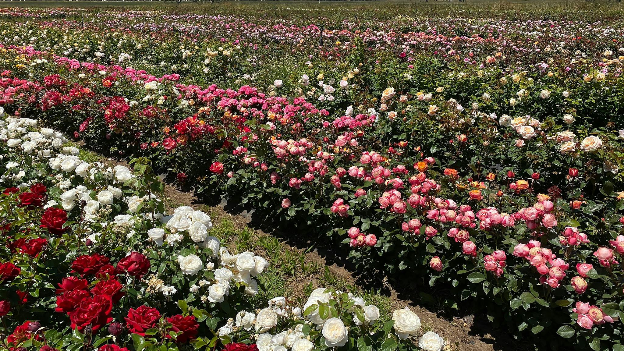 Wagner's Roses Wagner's Rose Nursery - Limestone Coast
