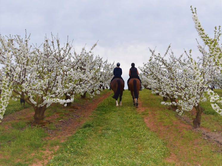 Cherry Blossoms