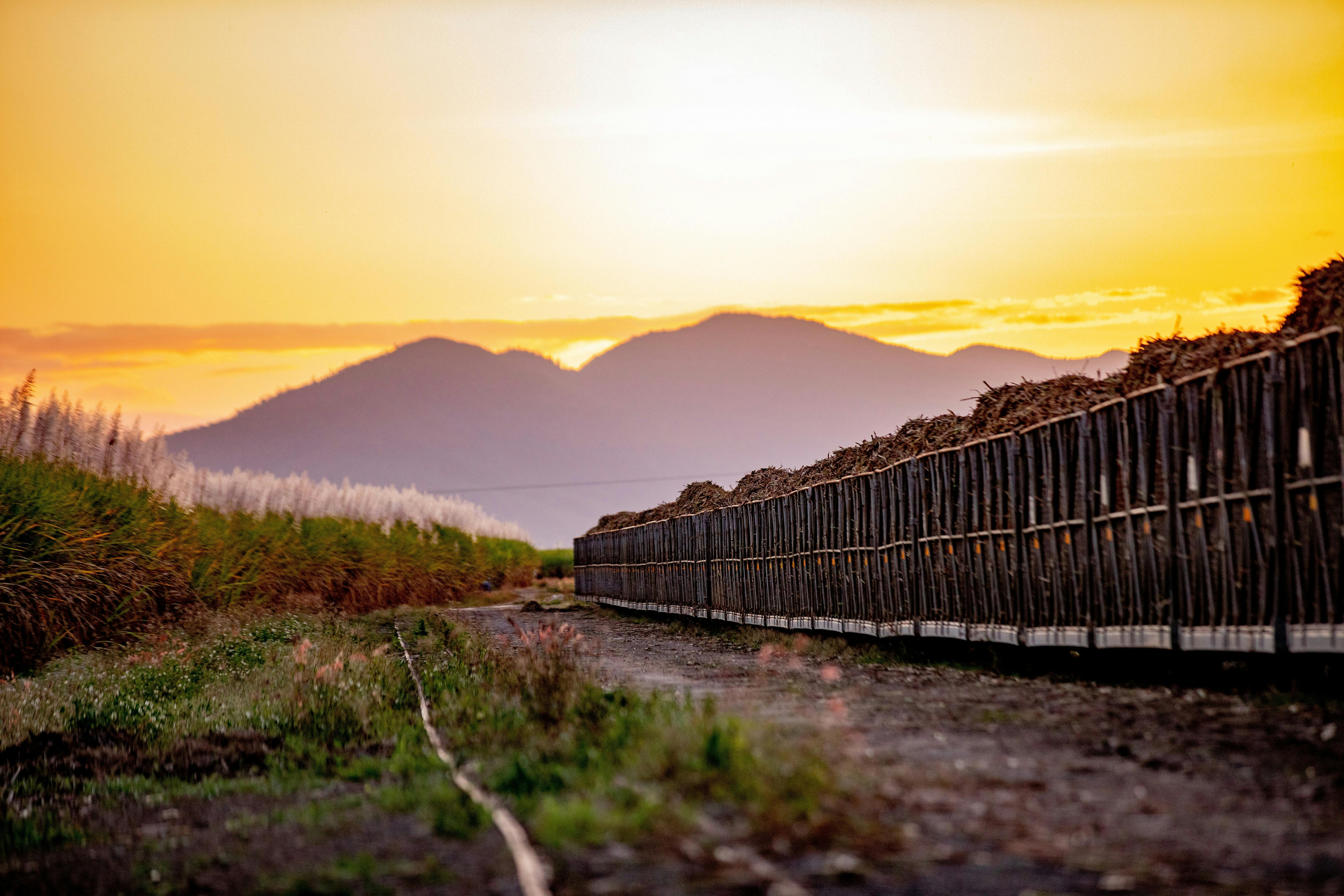 Sugar cane train and field at sunset time with a mountain in the background