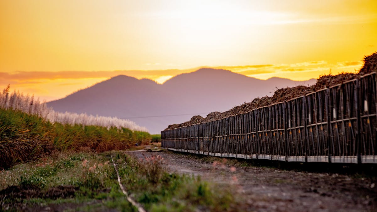 Sugar cane train and field at sunset time with a mountain in the background