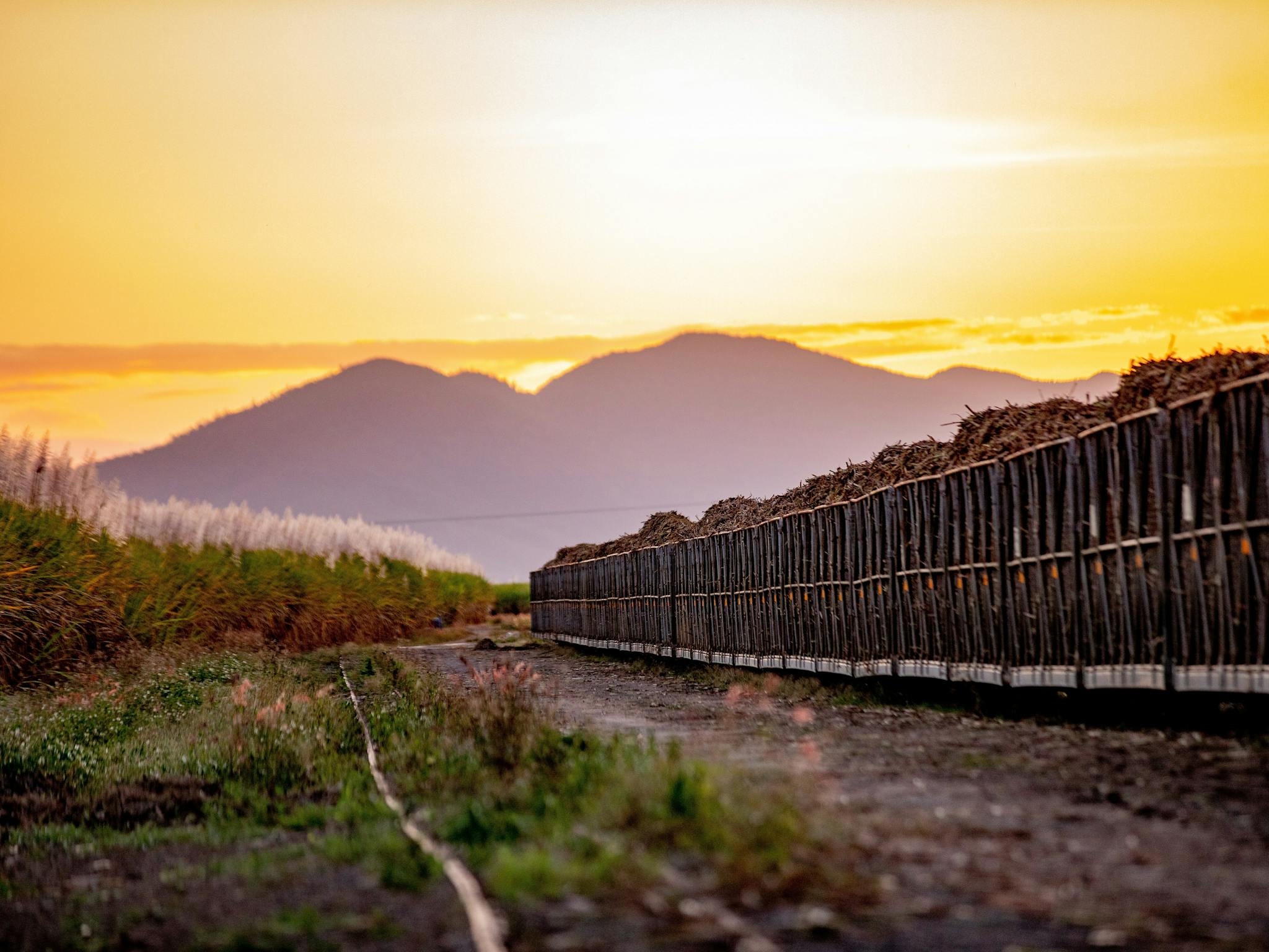 Sugar cane train and field at sunset time with a mountain in the background