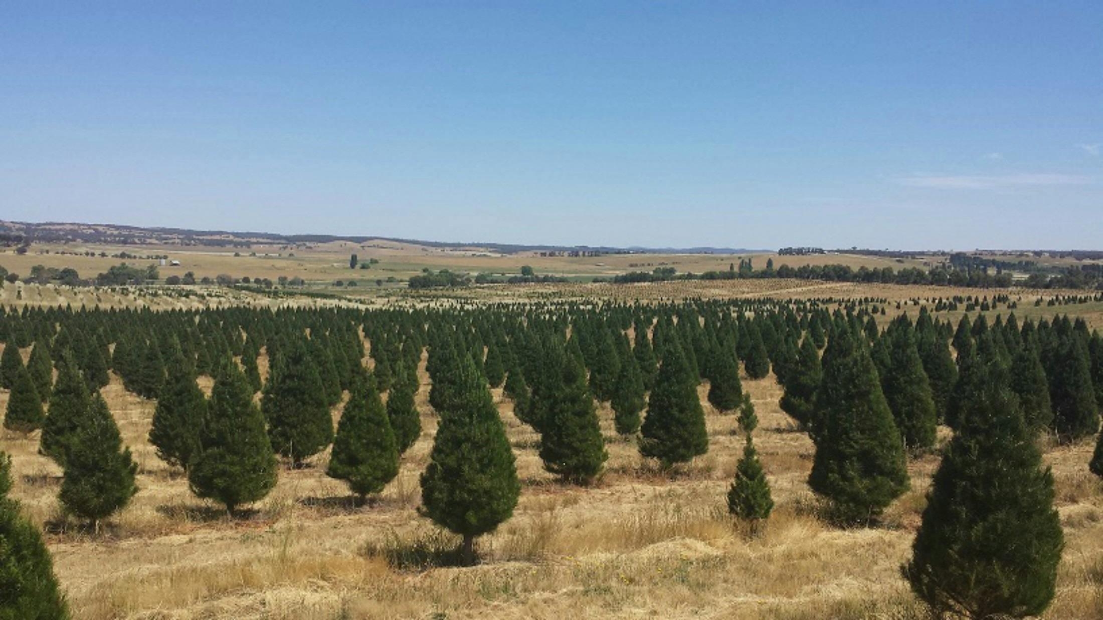 Santa's Shaped Christmas Tree Farm NSW Holidays &