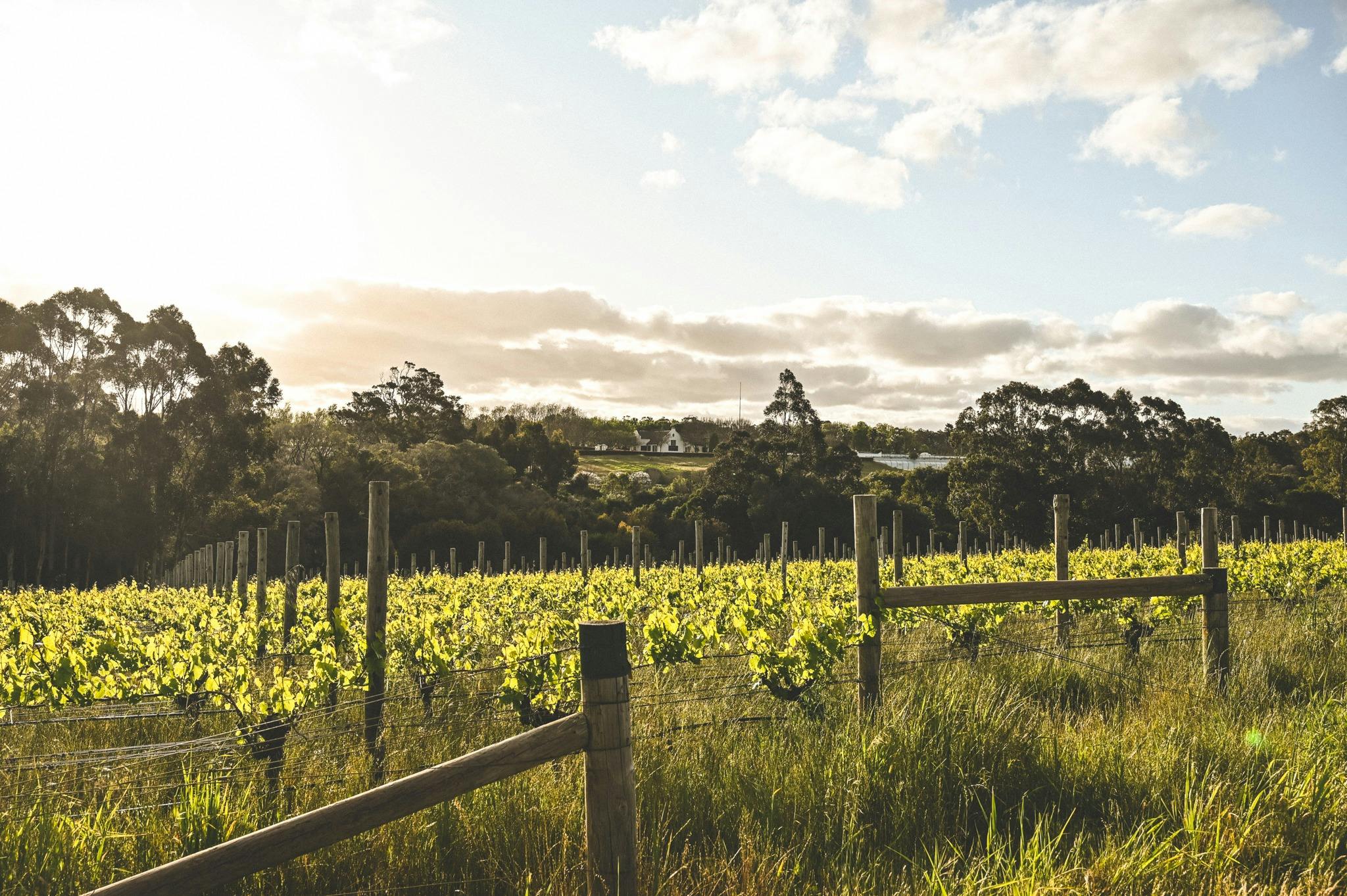 Voyager Estate vineyard