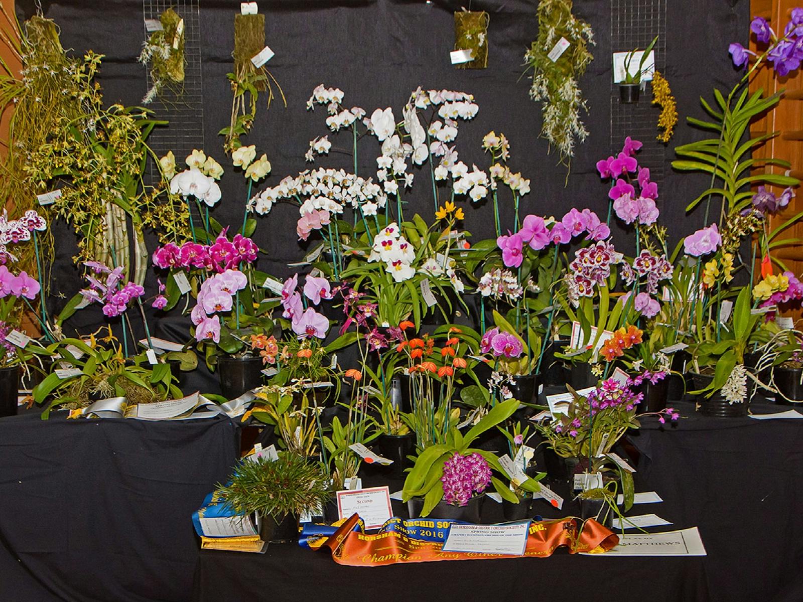 Image for Horsham and District Spring Orchid Show