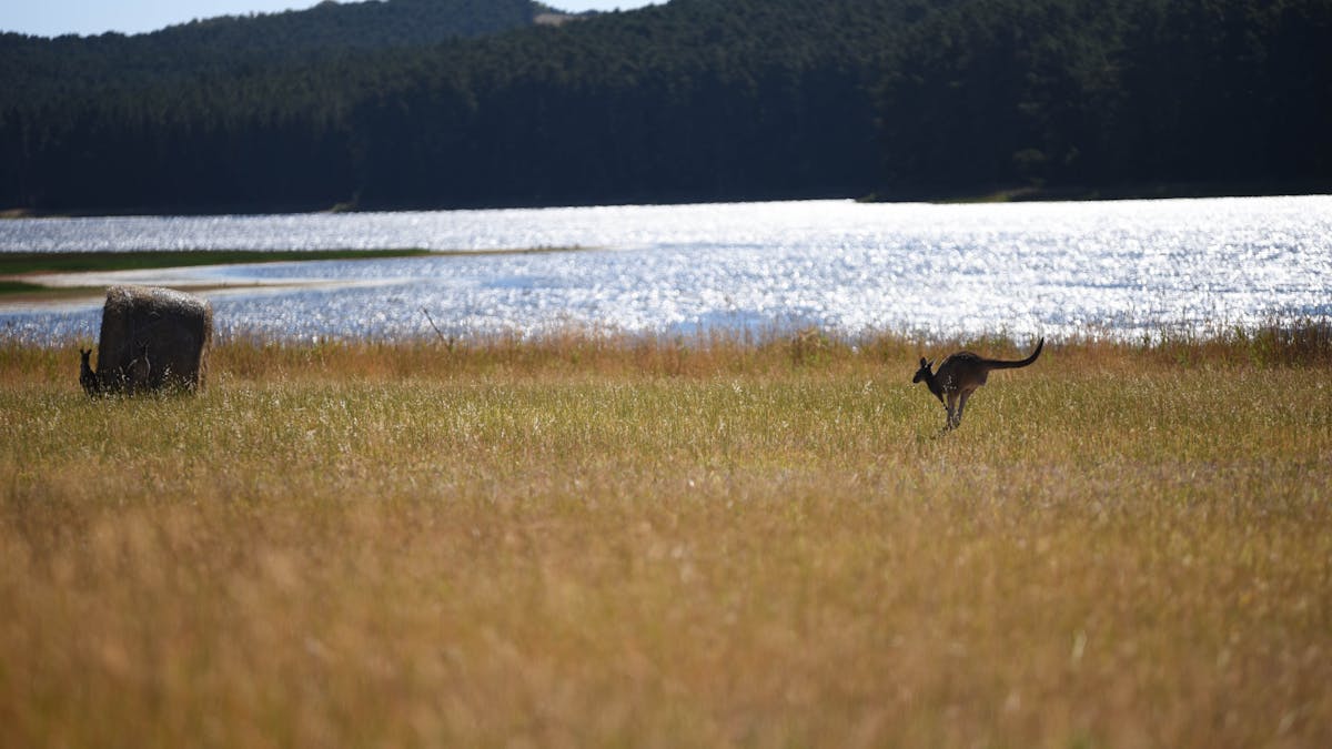 Kangaroos by the Reservoir
