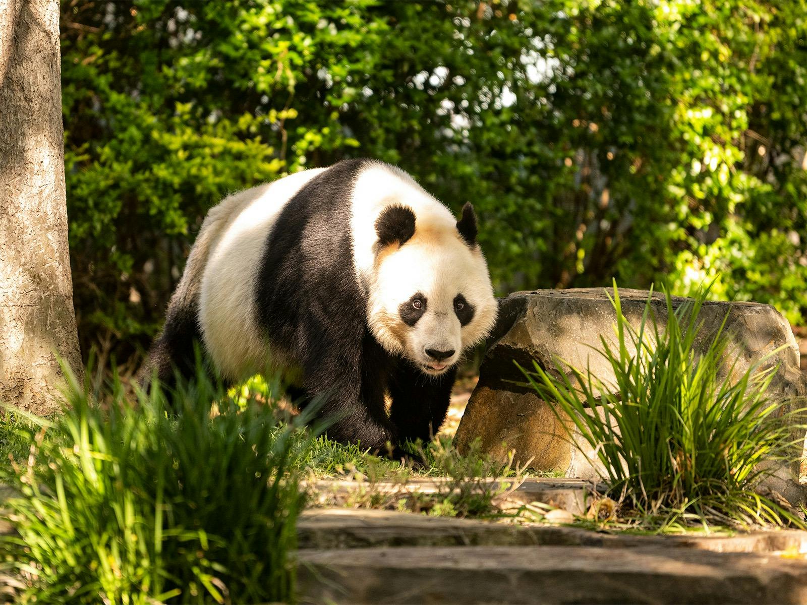 Giant Panda at Adelaide Zoo