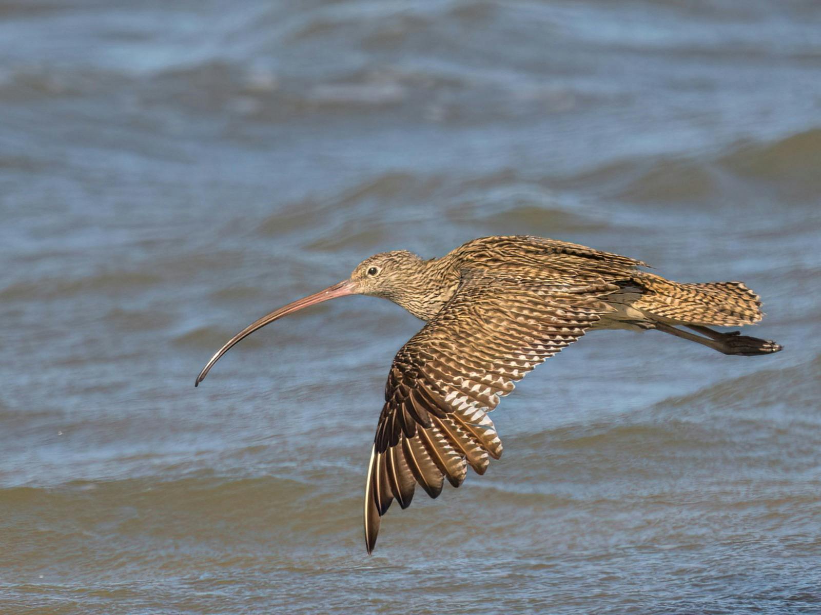 Far Eastern Curlew