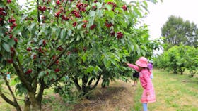 Allambie Orchard and Cafe
