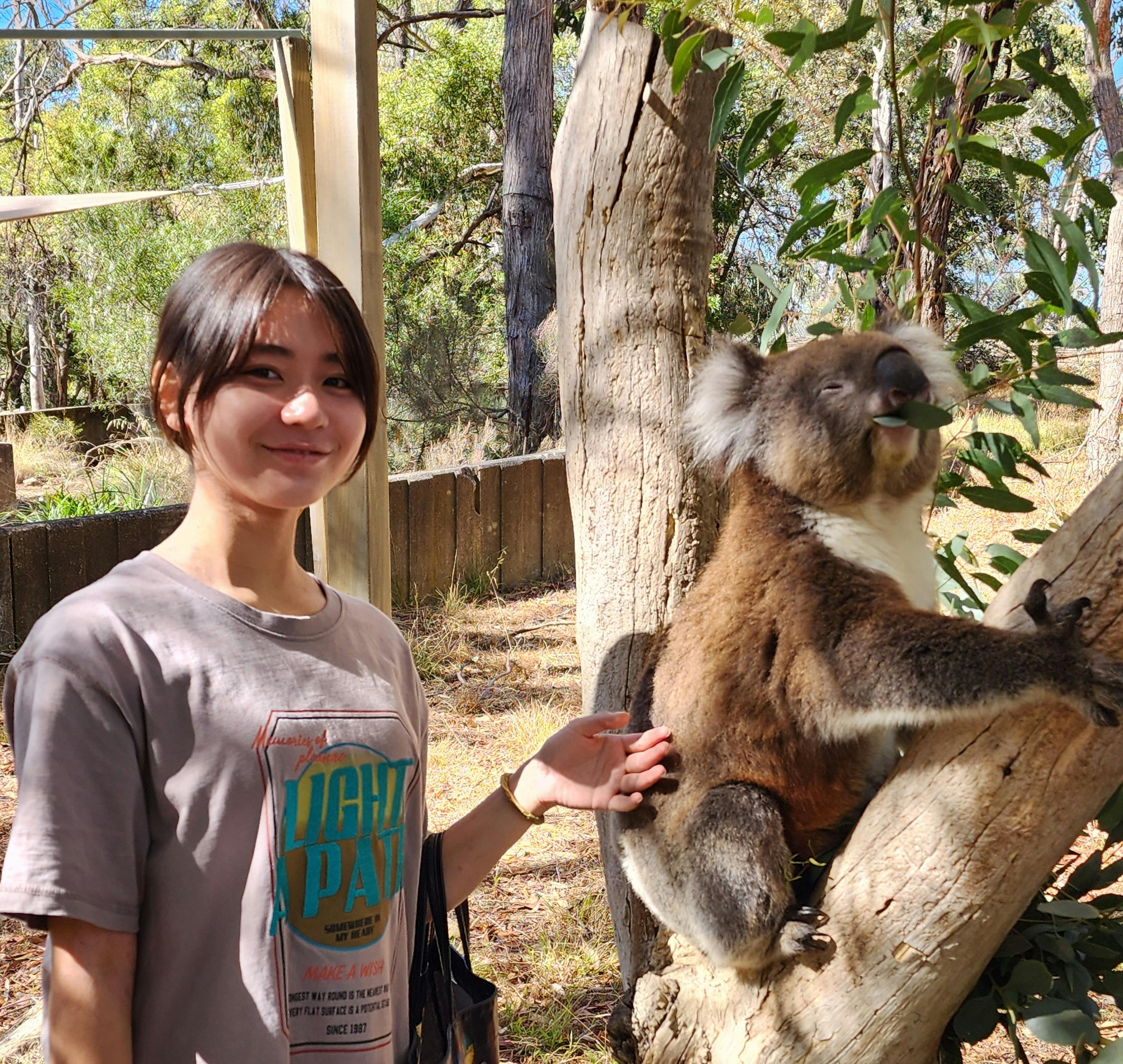 Pat a koala at Cleland Wildlife Park