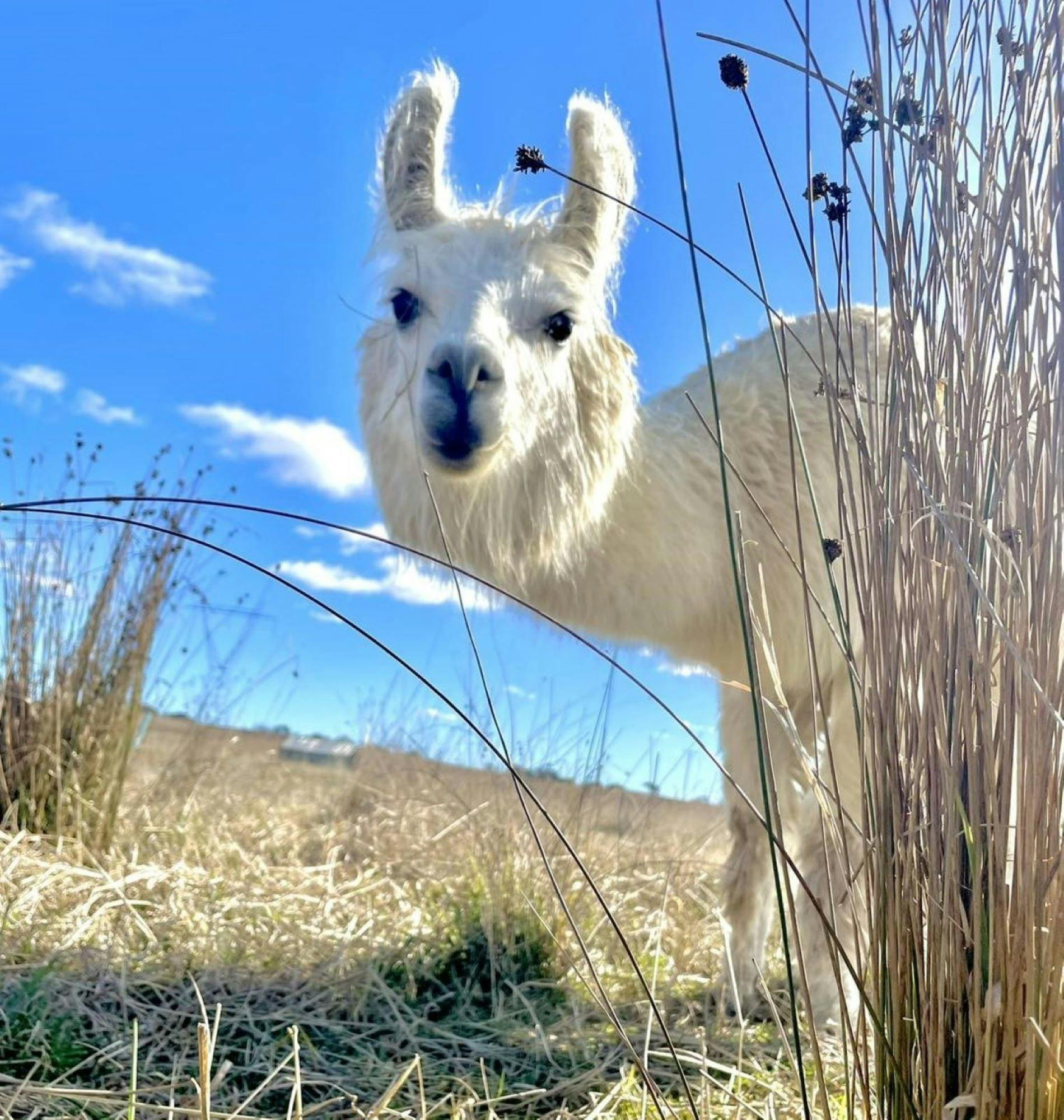 Alpacas and Llamas for Fun and Profit Workshop