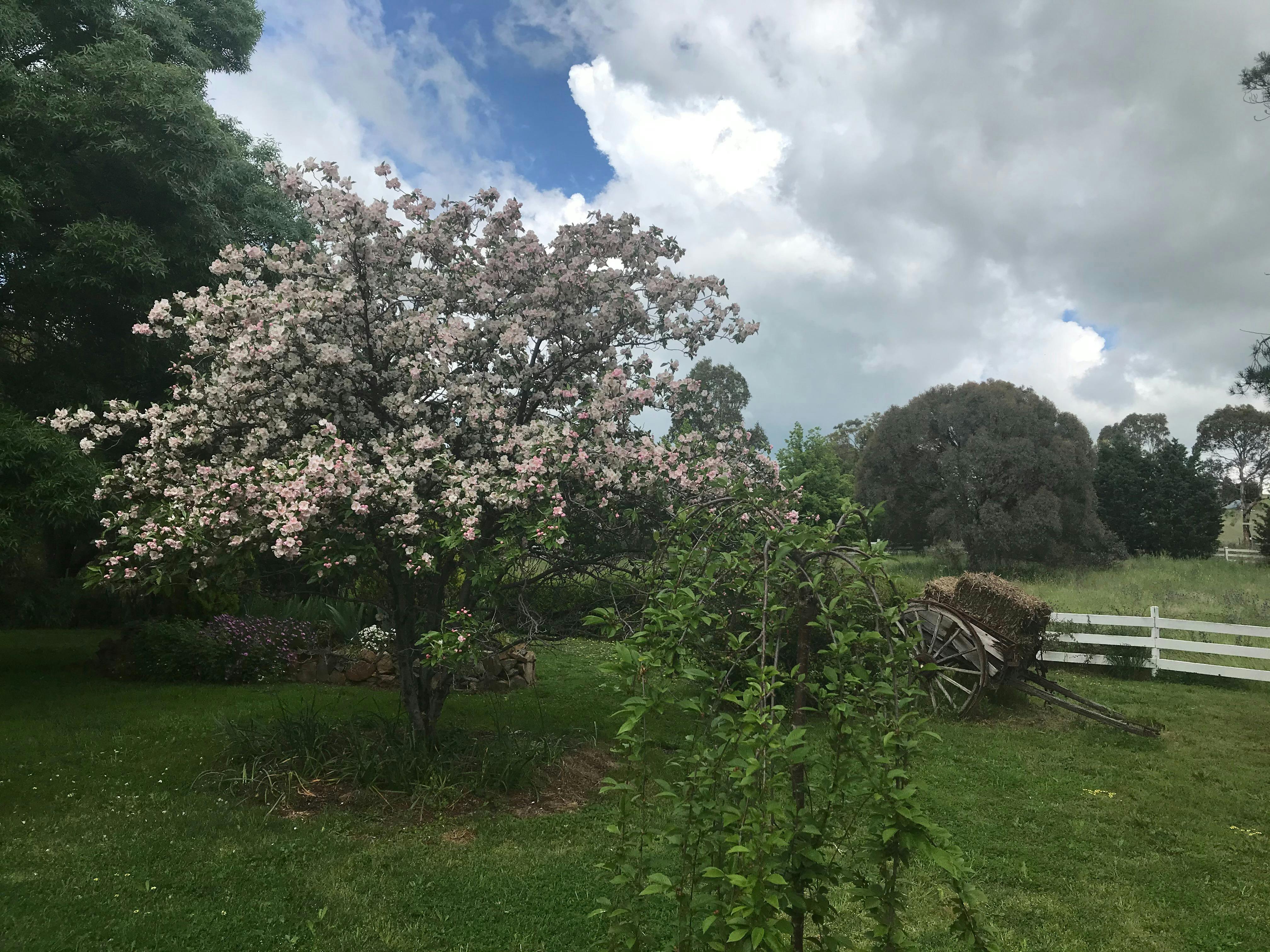 Flowering tree