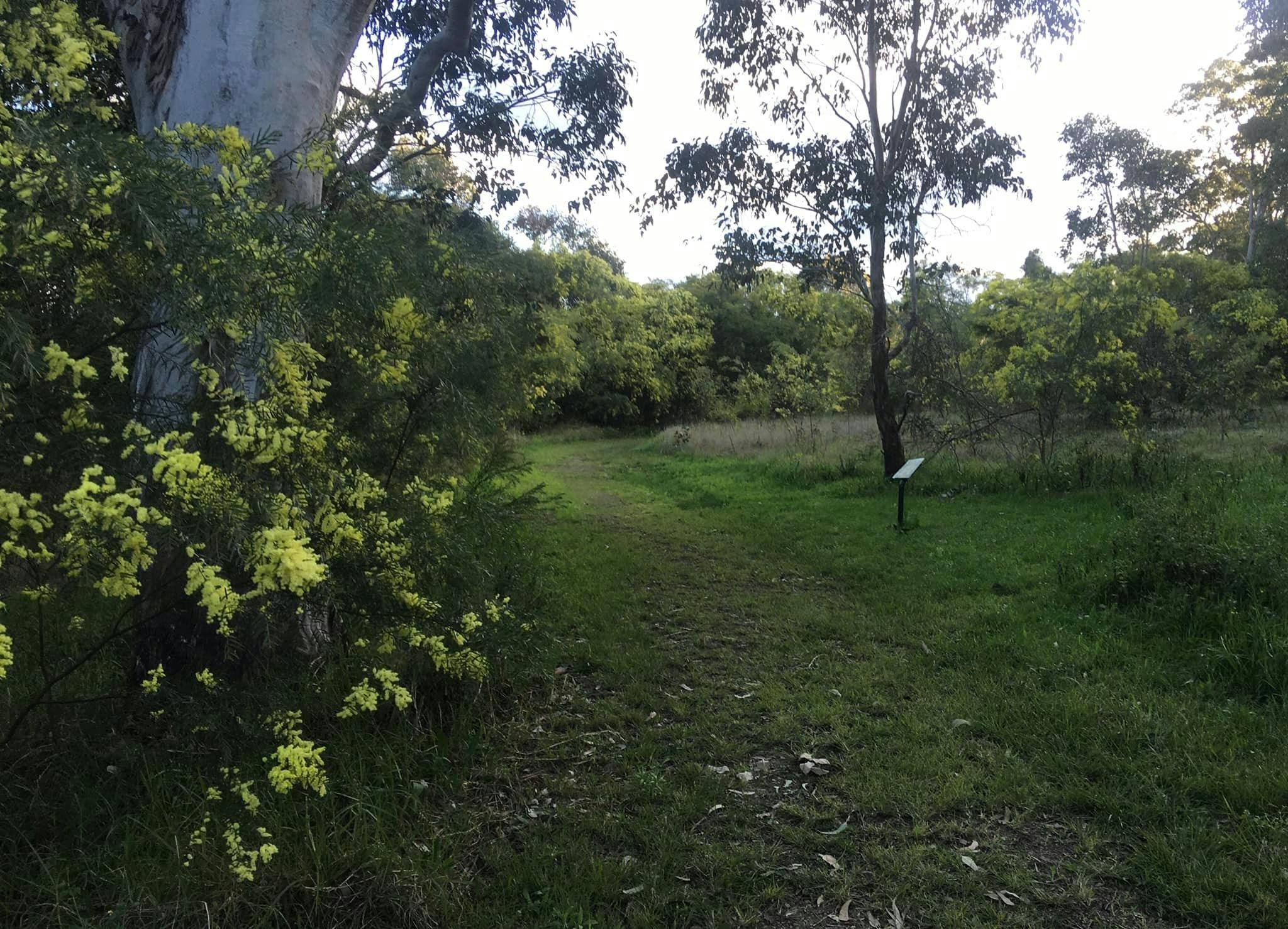 Natural Spotted Gum forest