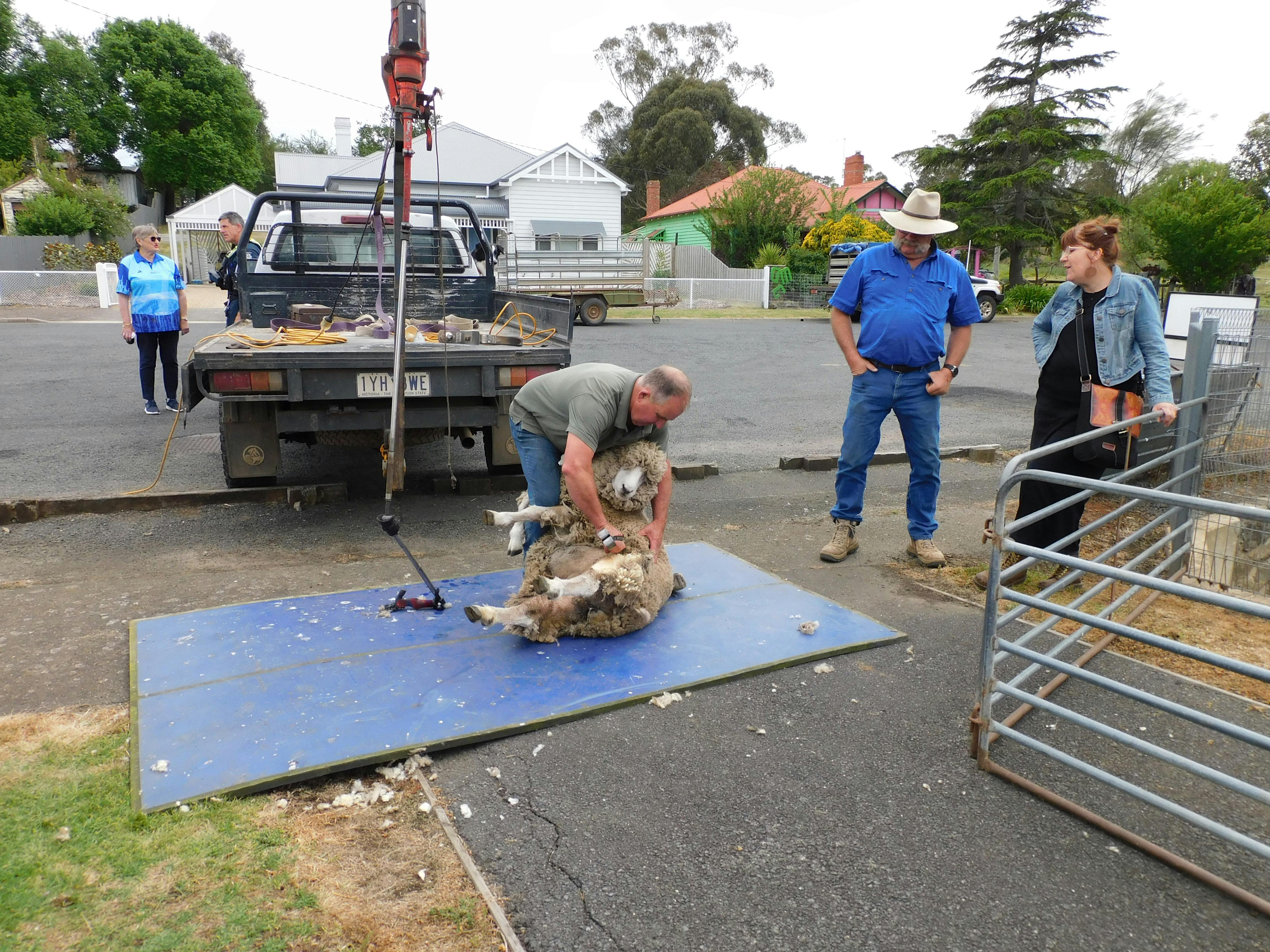 Sheep being sheared