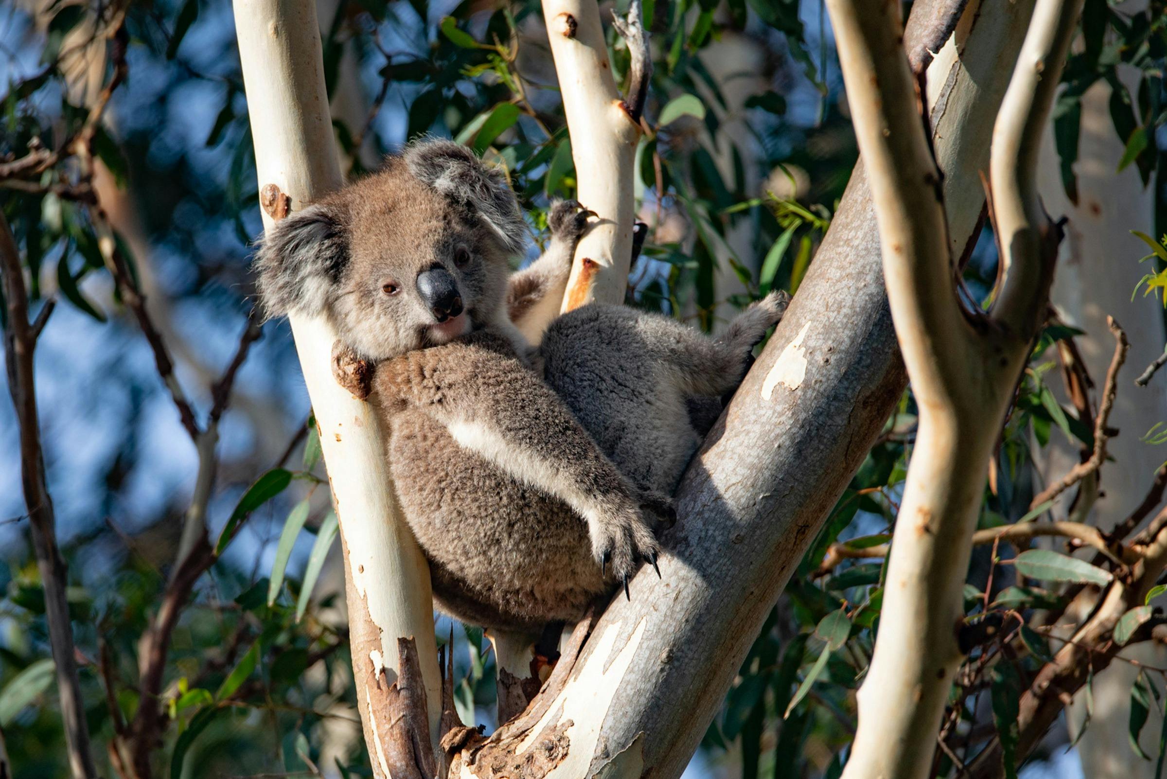 Walk Kangaroo Island - Koala