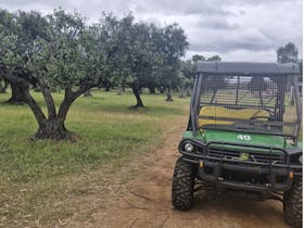 Olive grove with side by side
