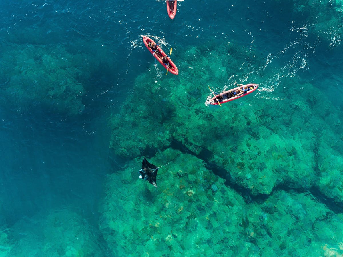 Kayakers looking at a manta ray swimming at crystal clear waters near Hook Island