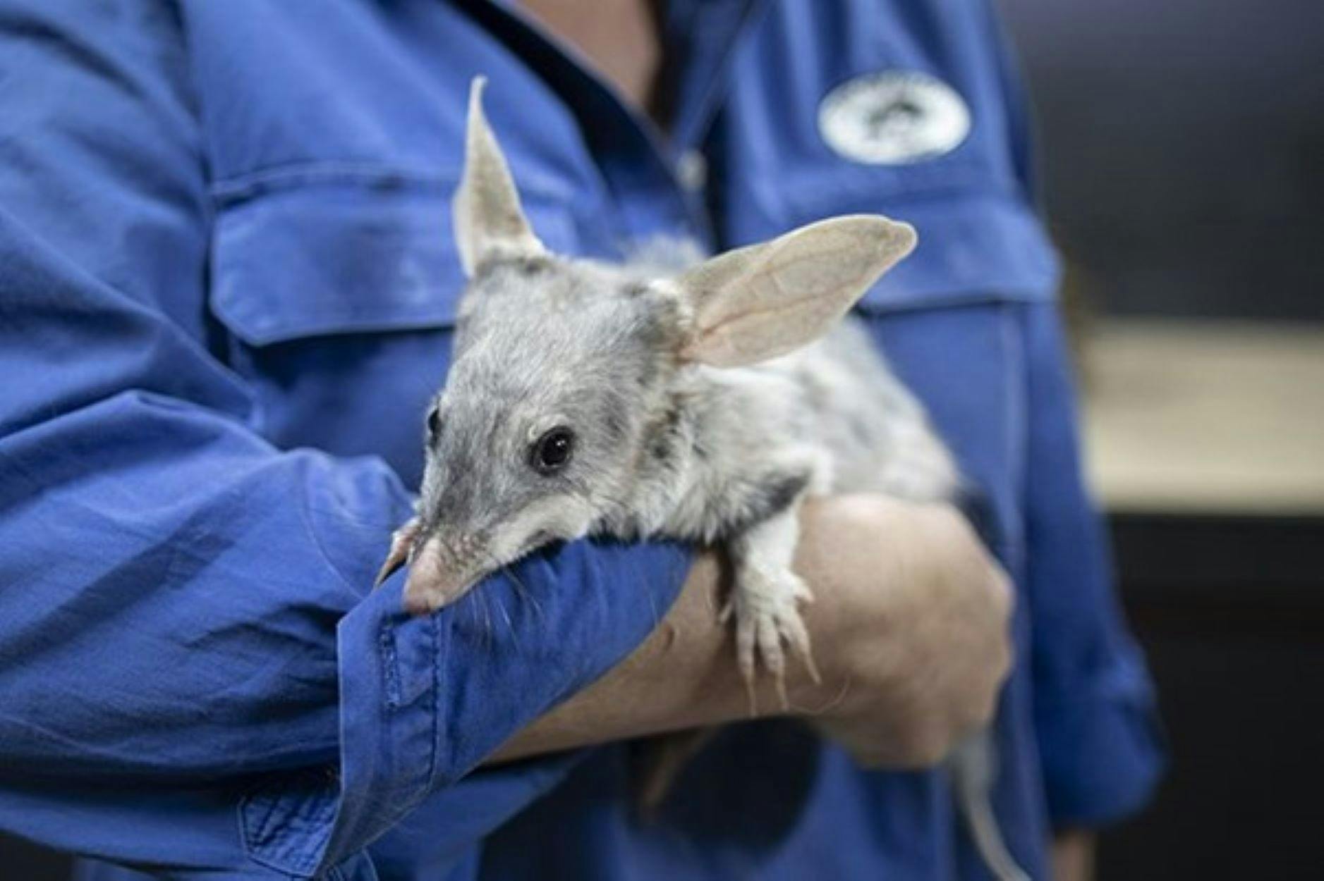Volunteer at Charleville with Bilby in arms