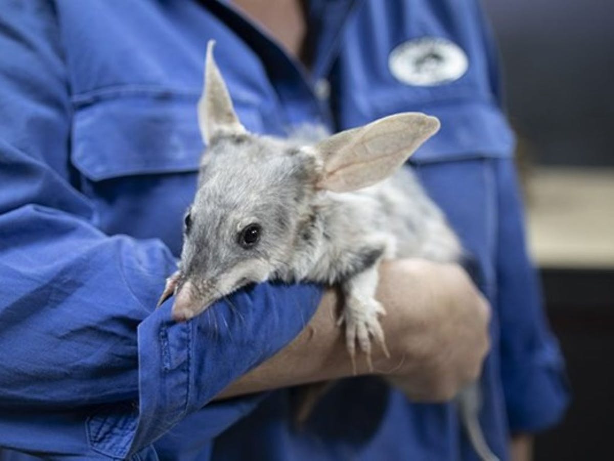 Volunteer at Charleville with Bilby in arms