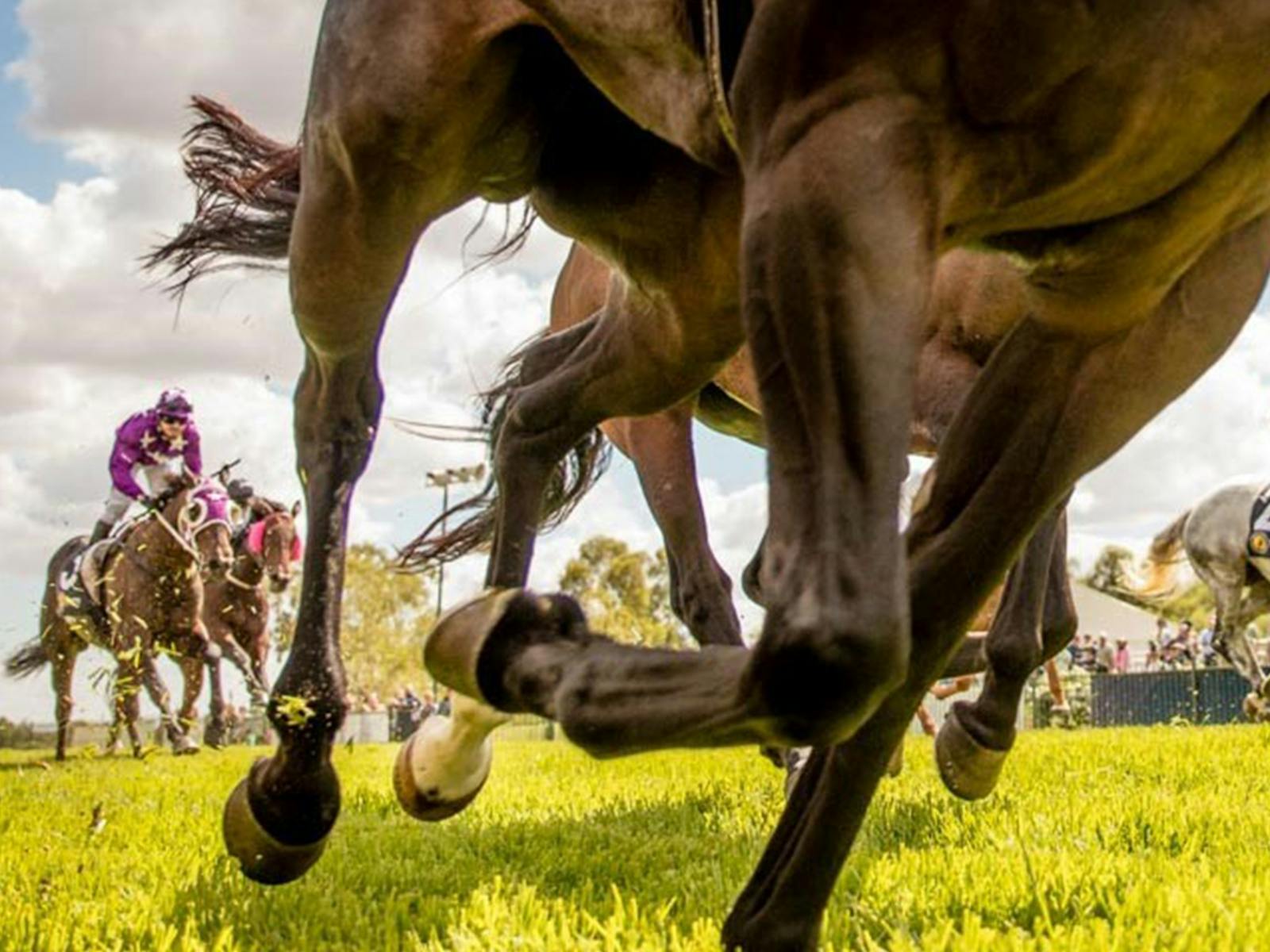 Image for Night Markets and Race Day