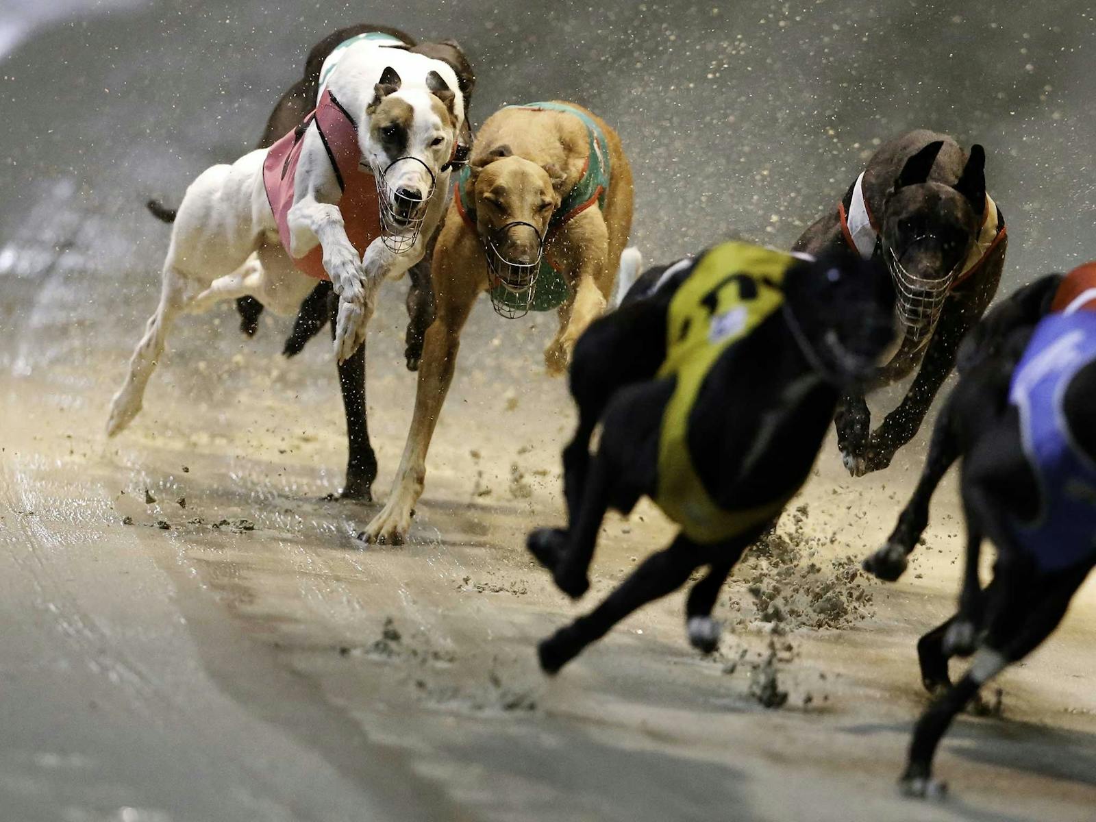 Image for Greyhound Racing