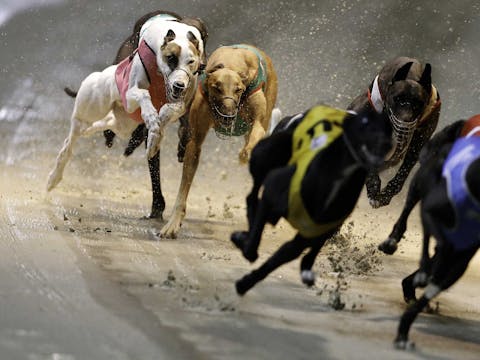 Greyhound Racing