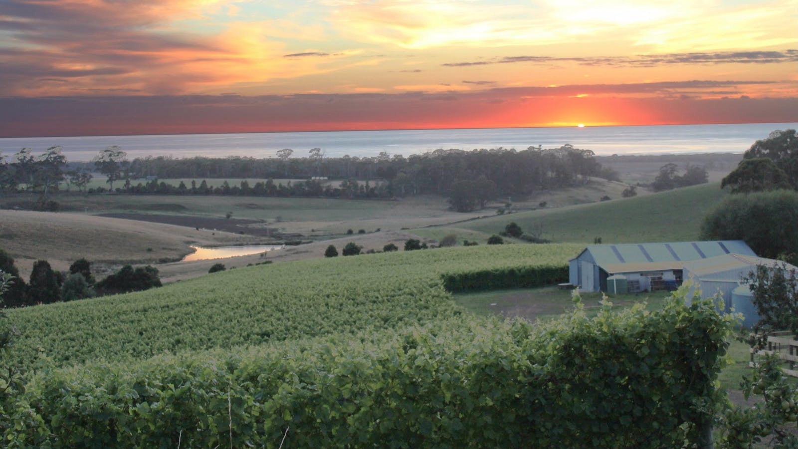Cape Bernier Vineyard