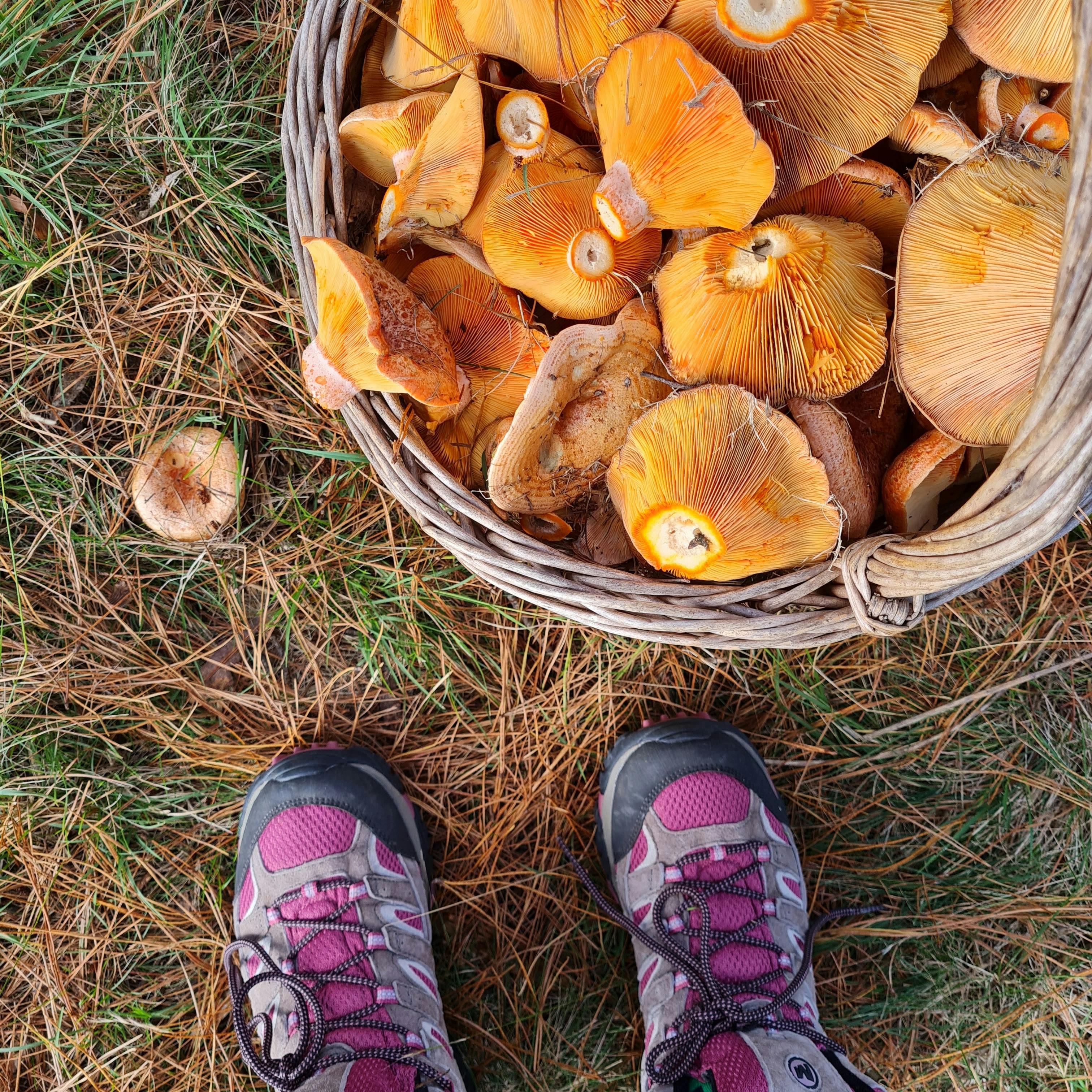 ANZAC Weekend Wild Mushroom Hunt