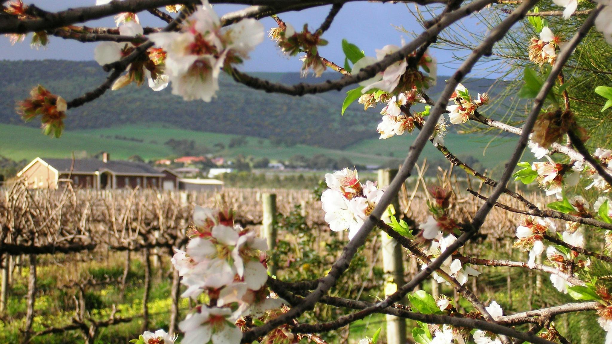 Best Almond blossoms