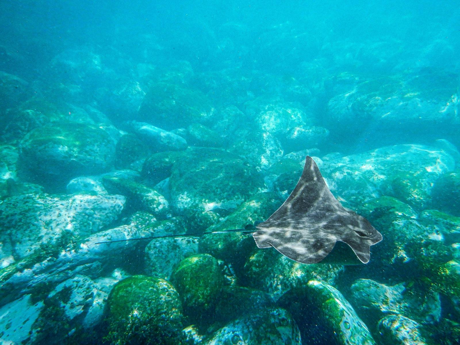 An eagle ray glides over the rocky ocean floor in turquoise water, seen on a family snorkeling tour