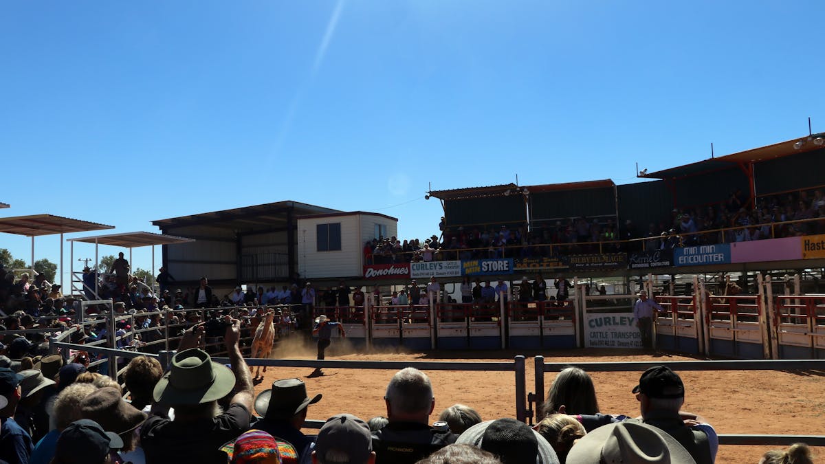 Camel Tagging at Boulia Camel Races