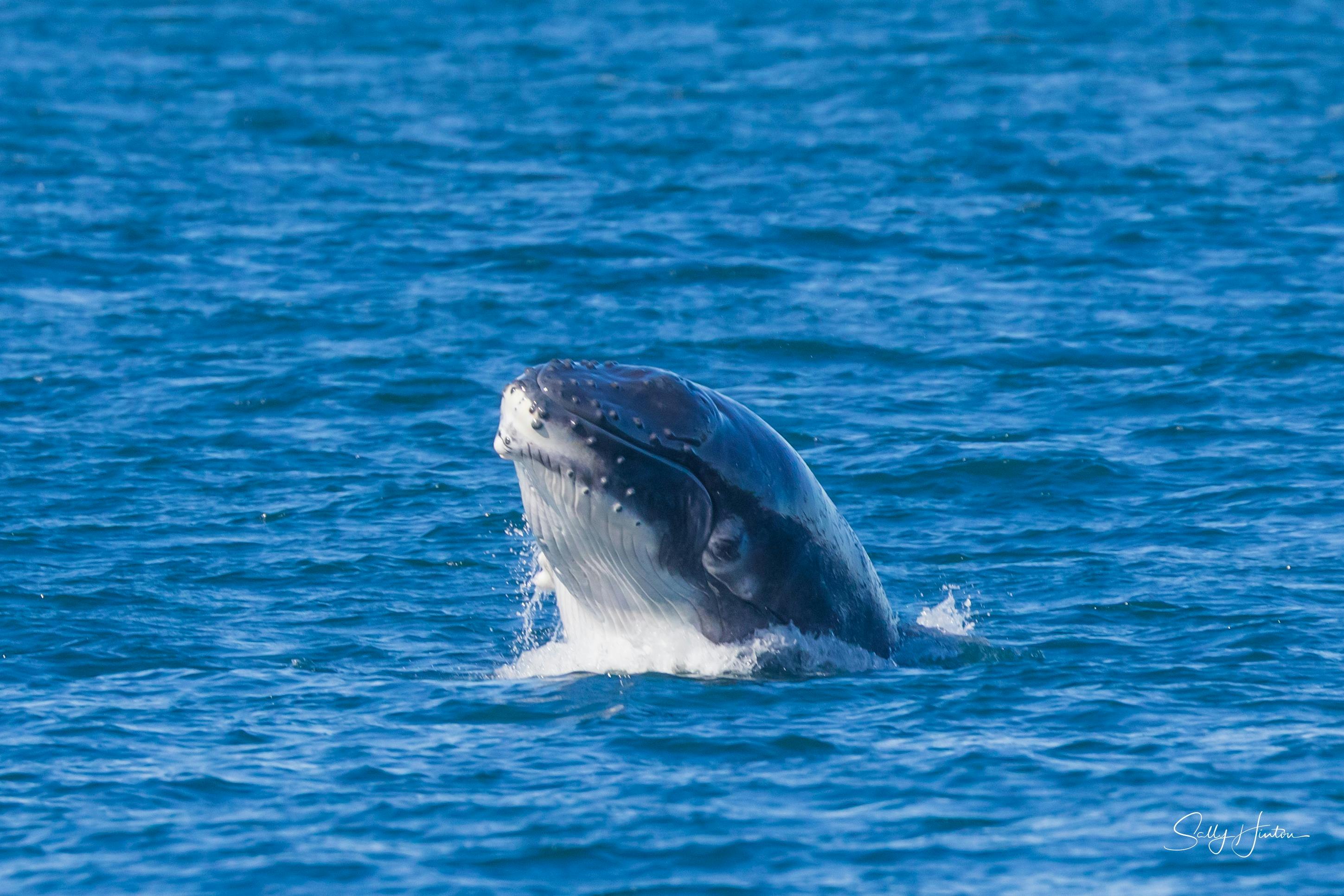this is a beautiful thing to see a baby humpback tryin to breach