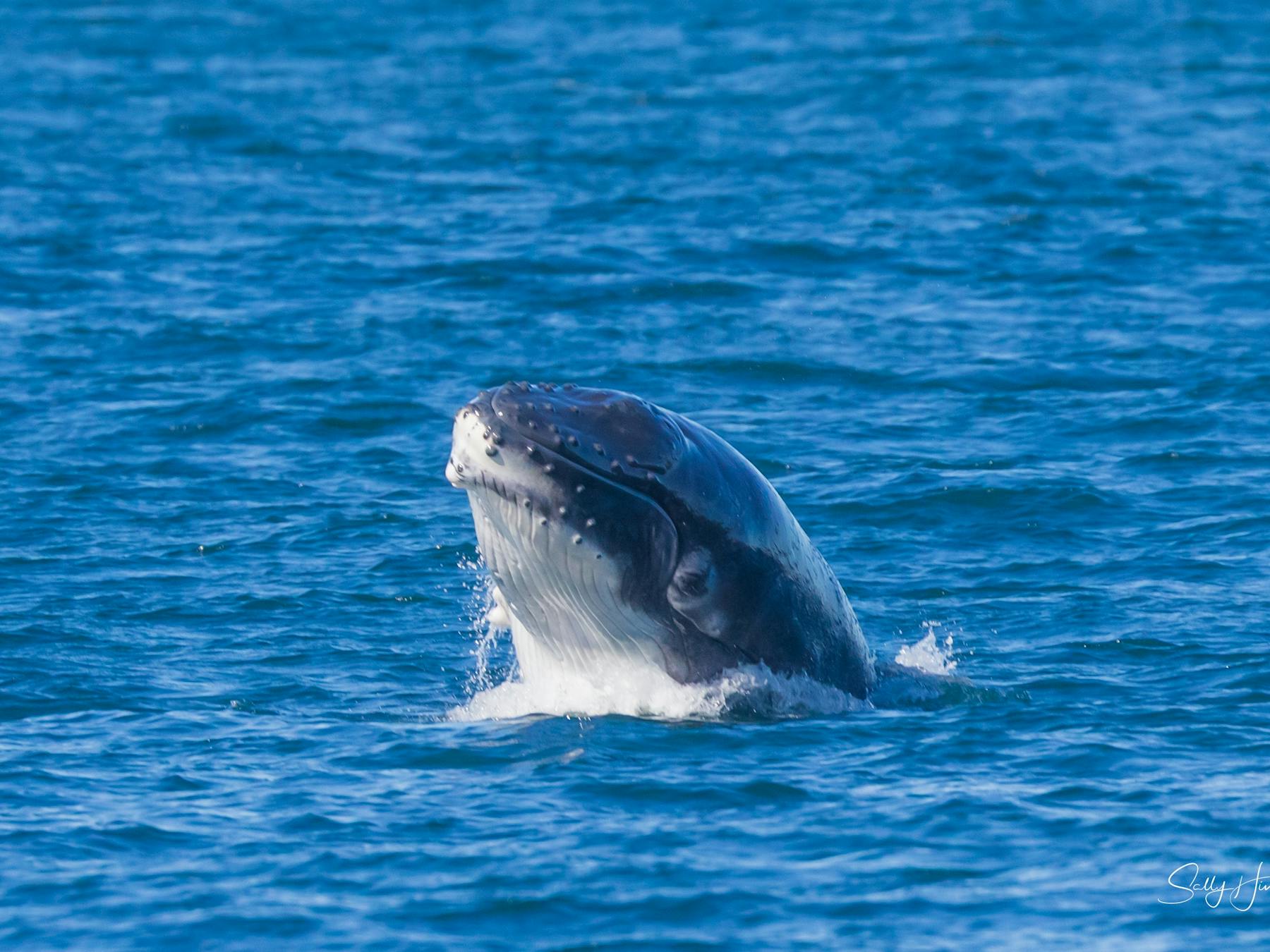 this is a beautiful thing to see a baby humpback tryin to breach