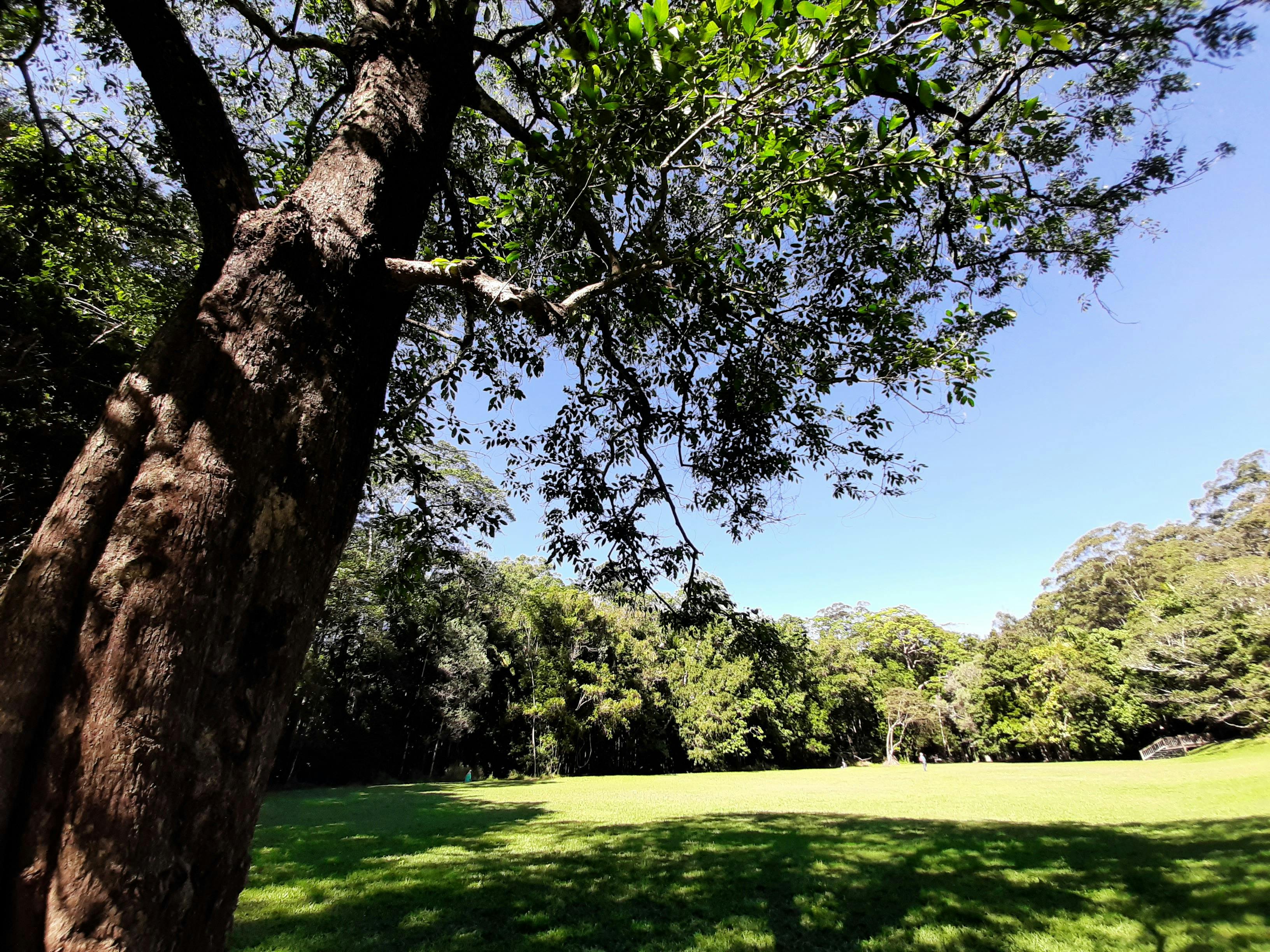 Buderim Forest Park green