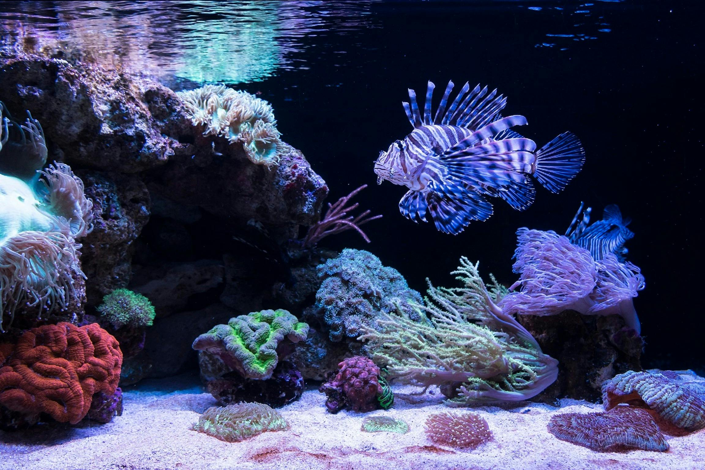 AQWA - The Aquarium of Western Australia
